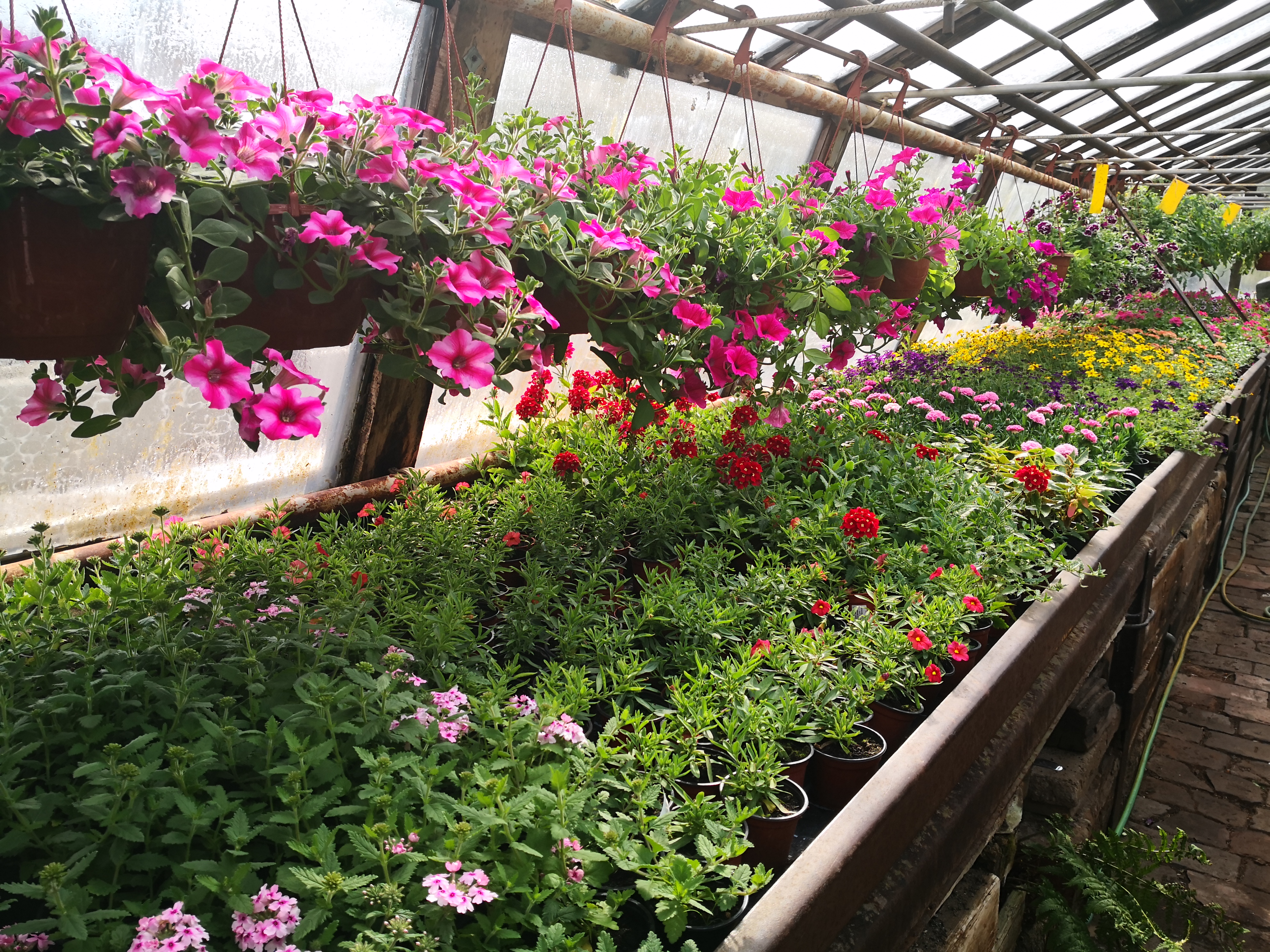 Zahradnictví Gejzír foto 4