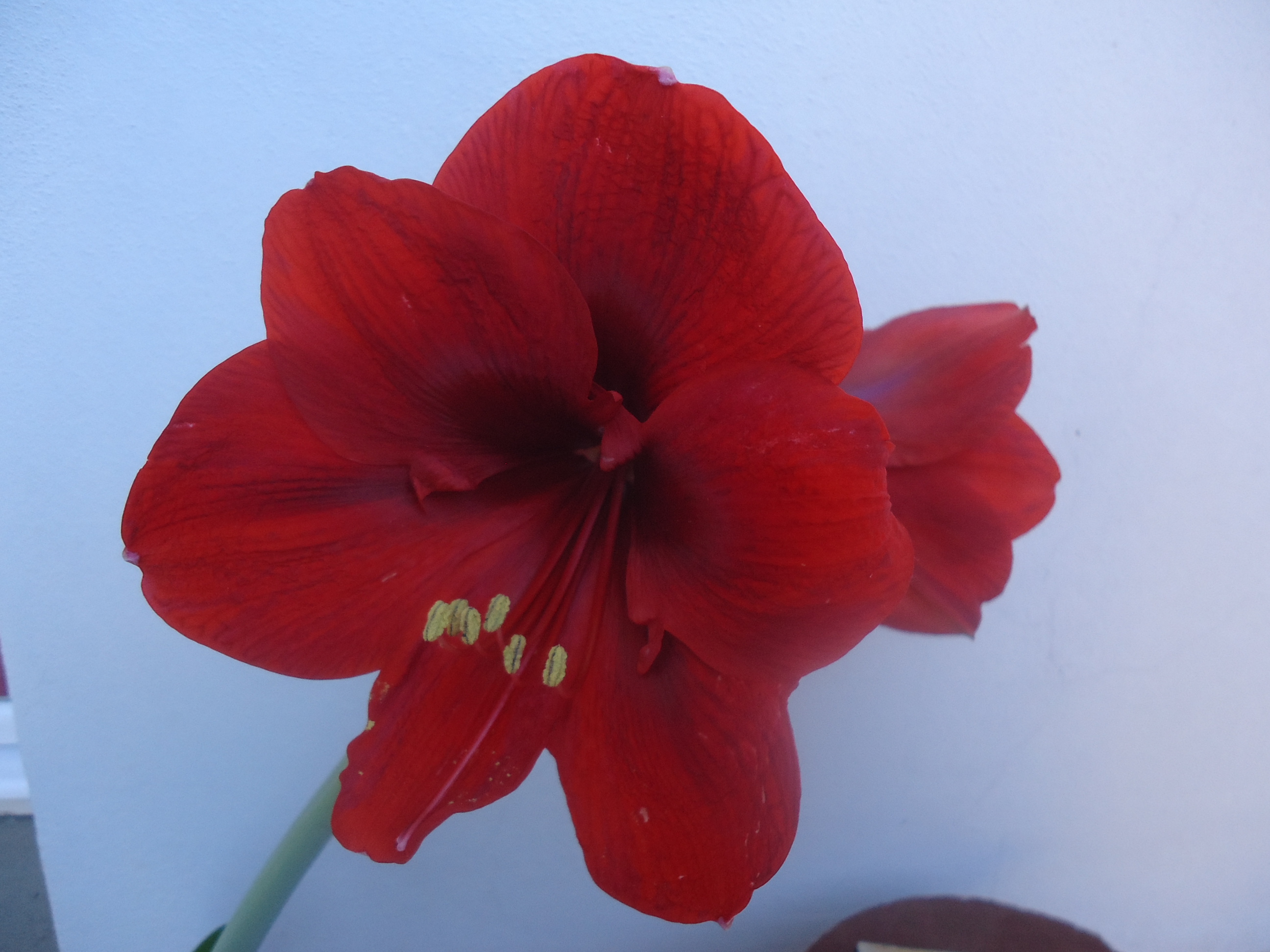 Květiny - Ivana Samková foto 4