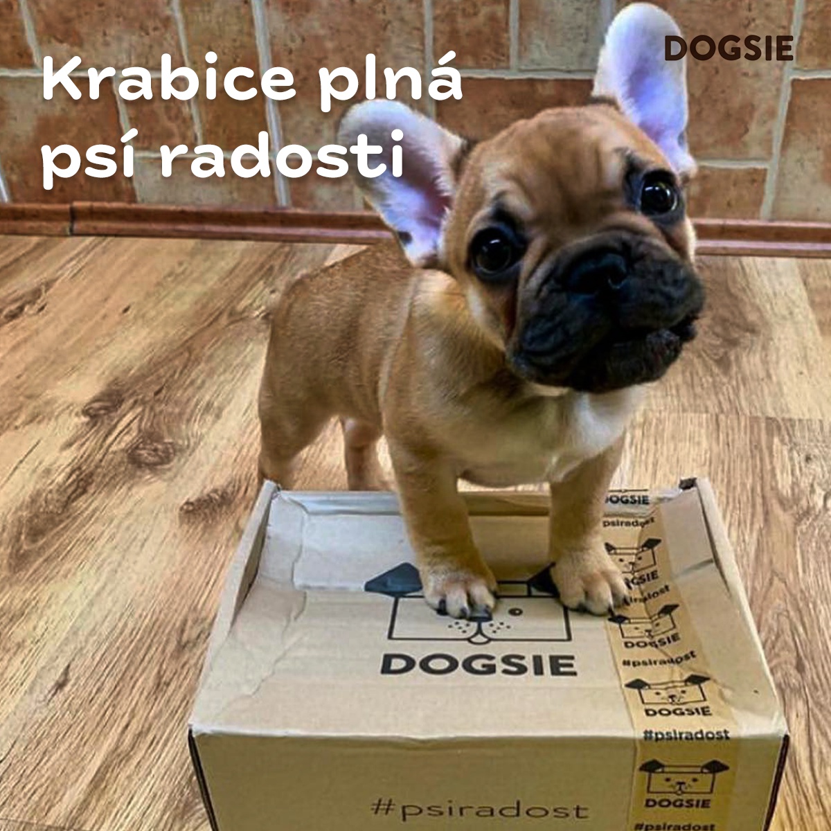 Dogsie.cz foto 4
