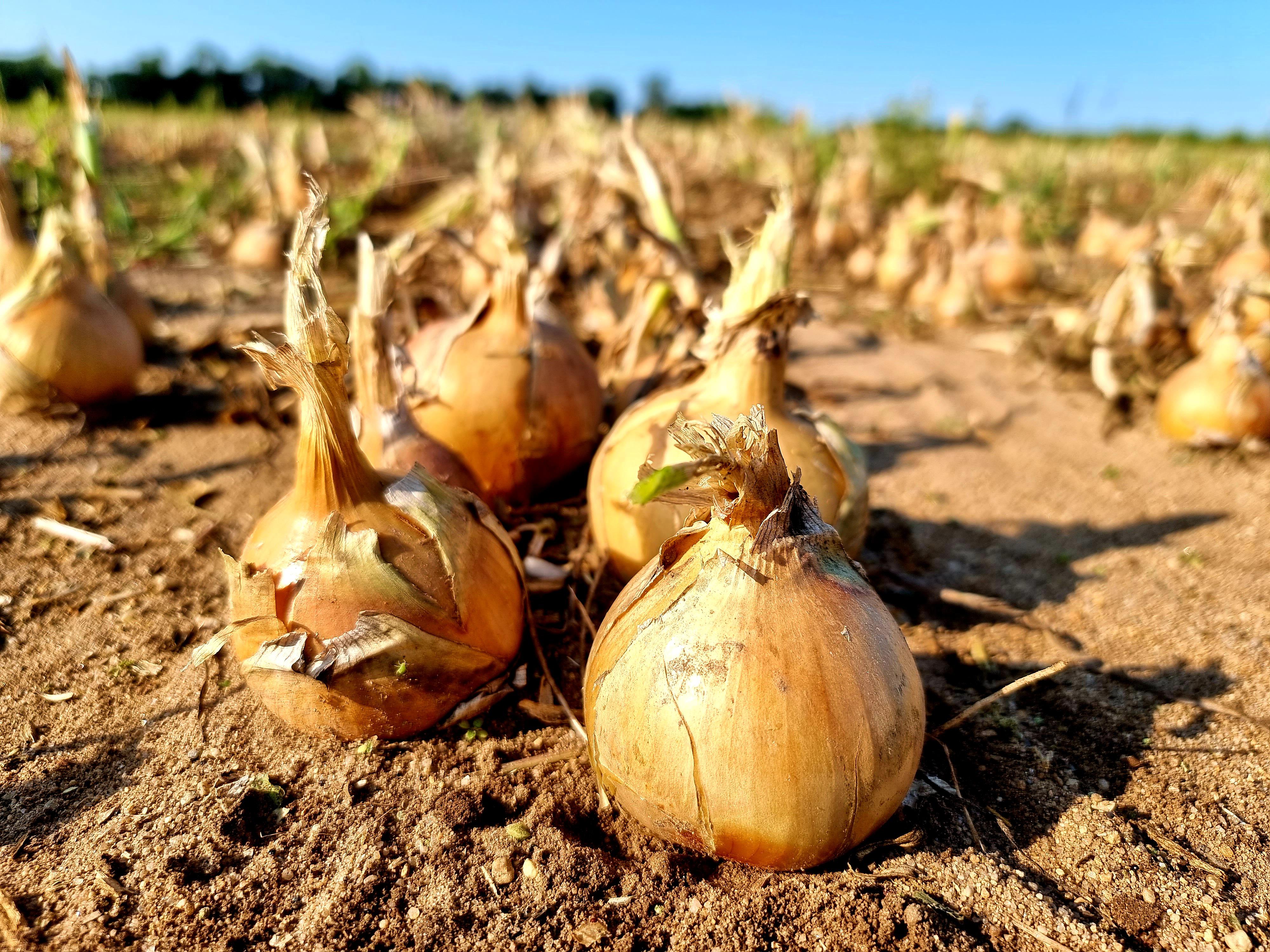 JUHAS DP s.r.o. foto 4