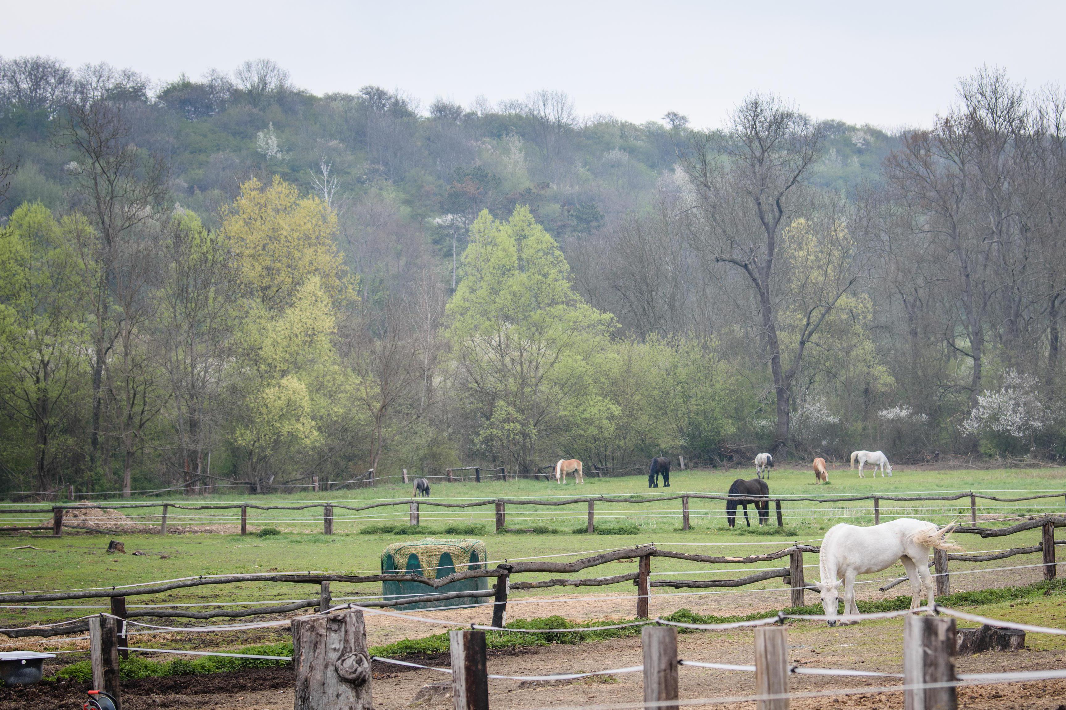 Cavalos Centrum z. s.