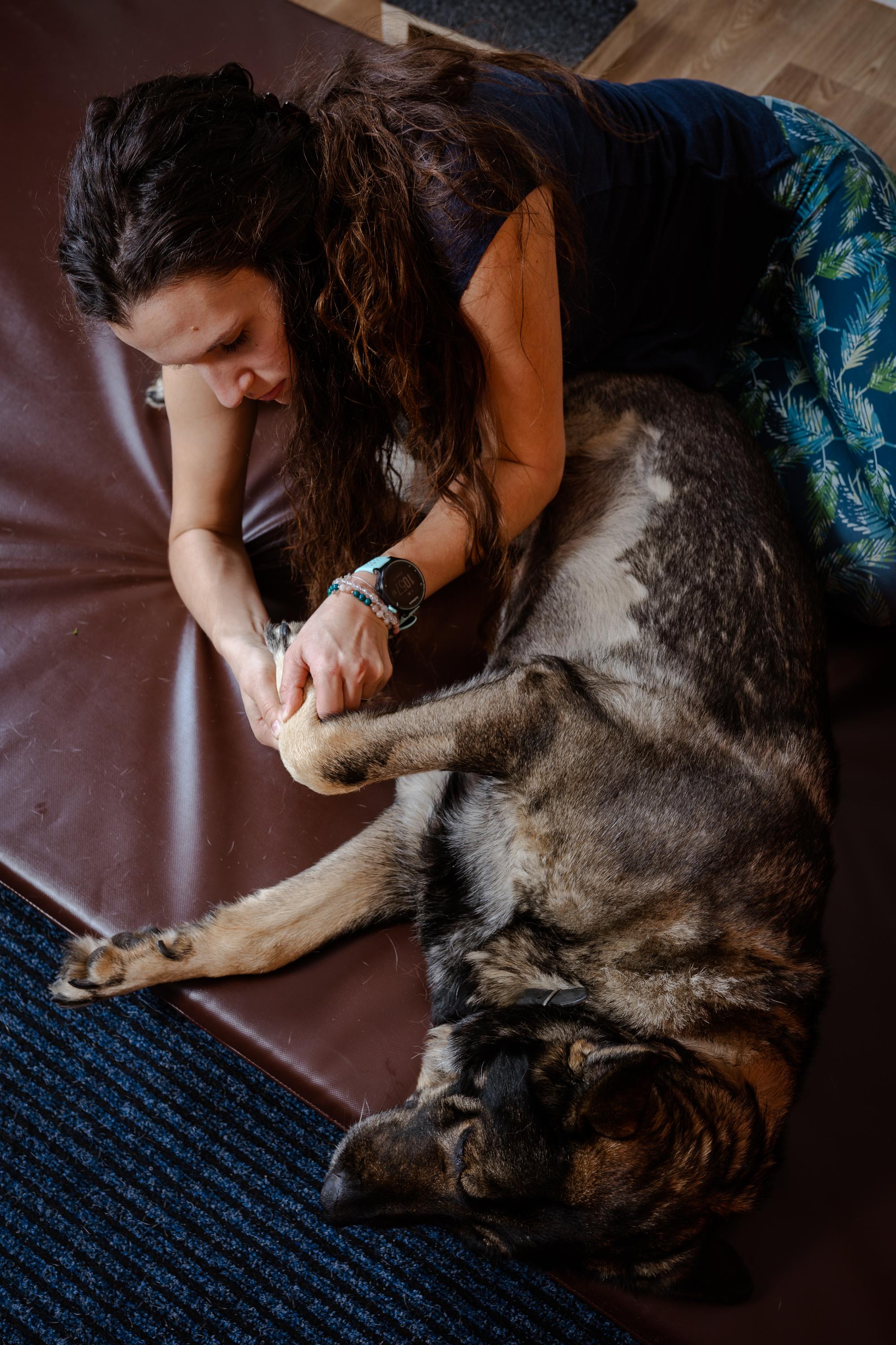 DogRehab foto 1