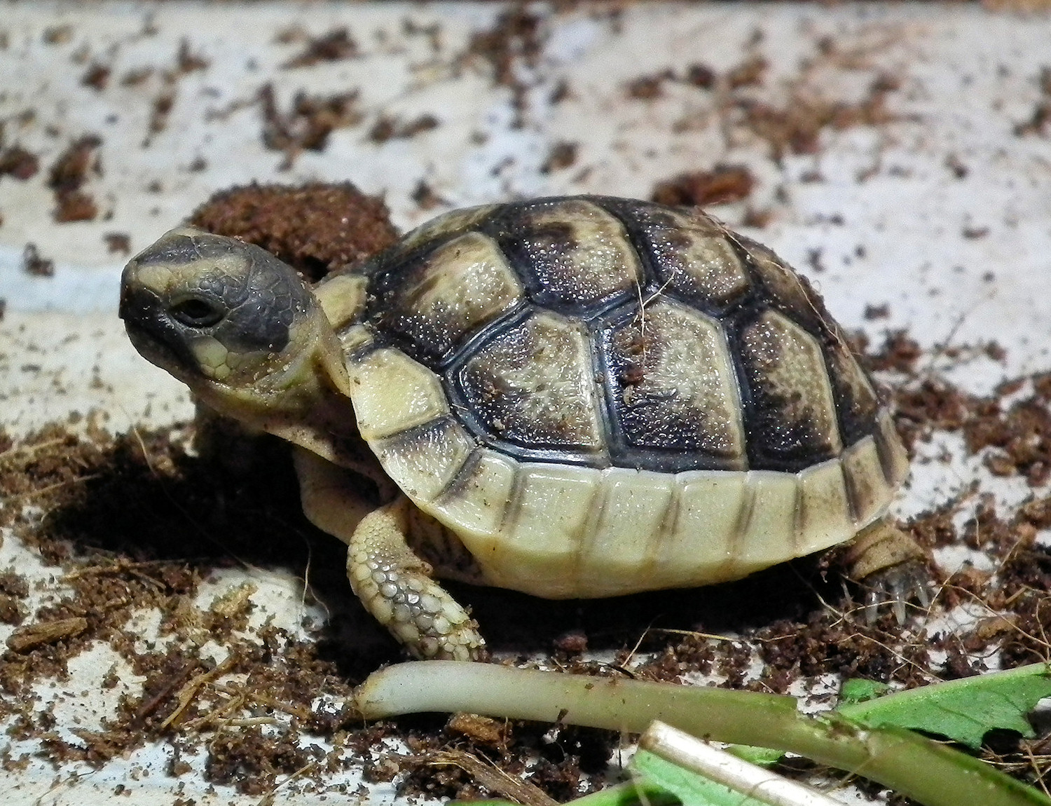 Tortoises foto 6