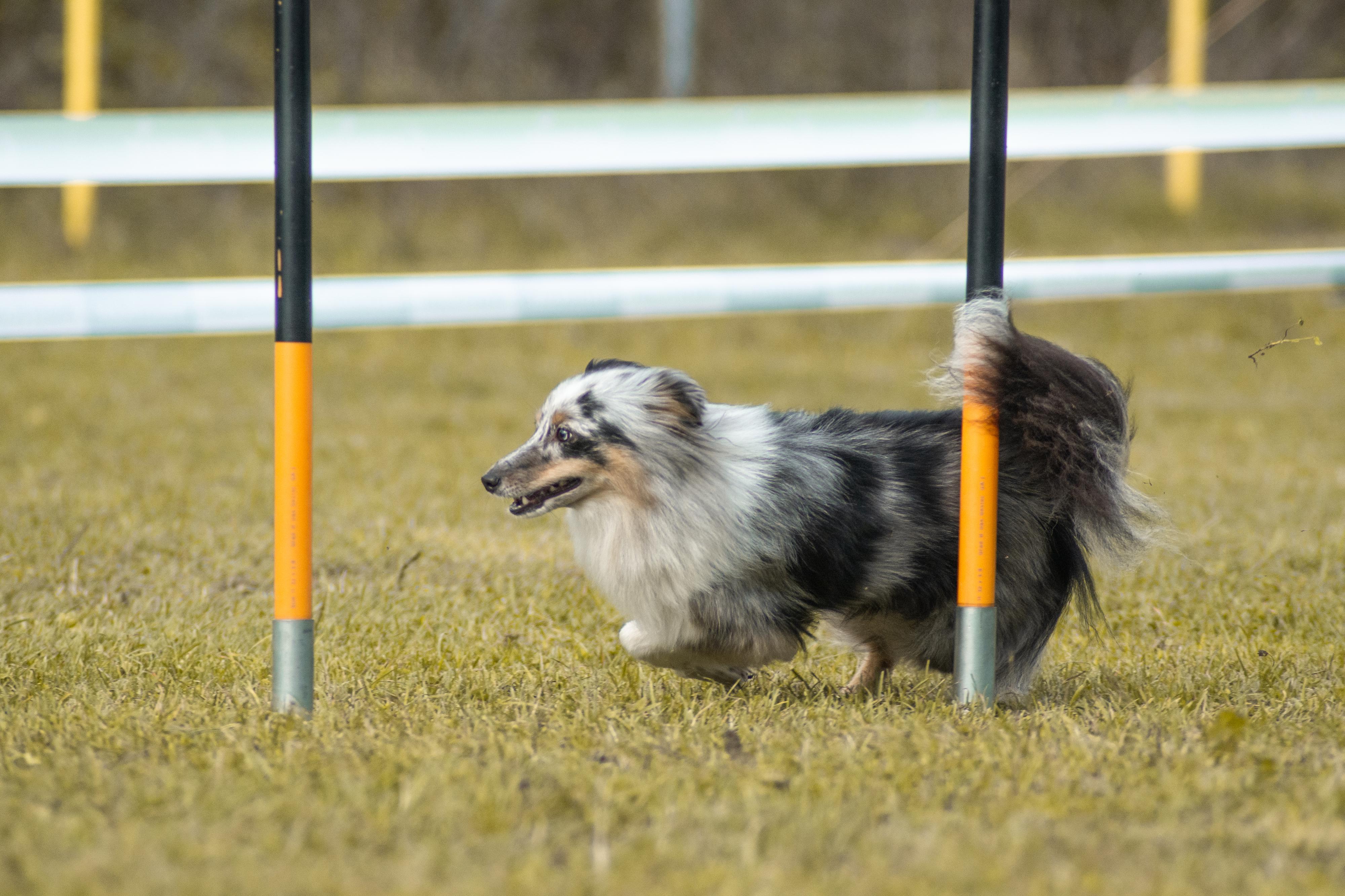 Výcvik psů Monika Šaling