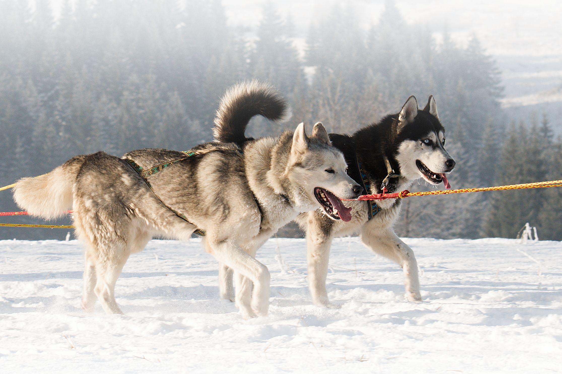 Barbora Koláčková - Psí spřežení Jeseníky