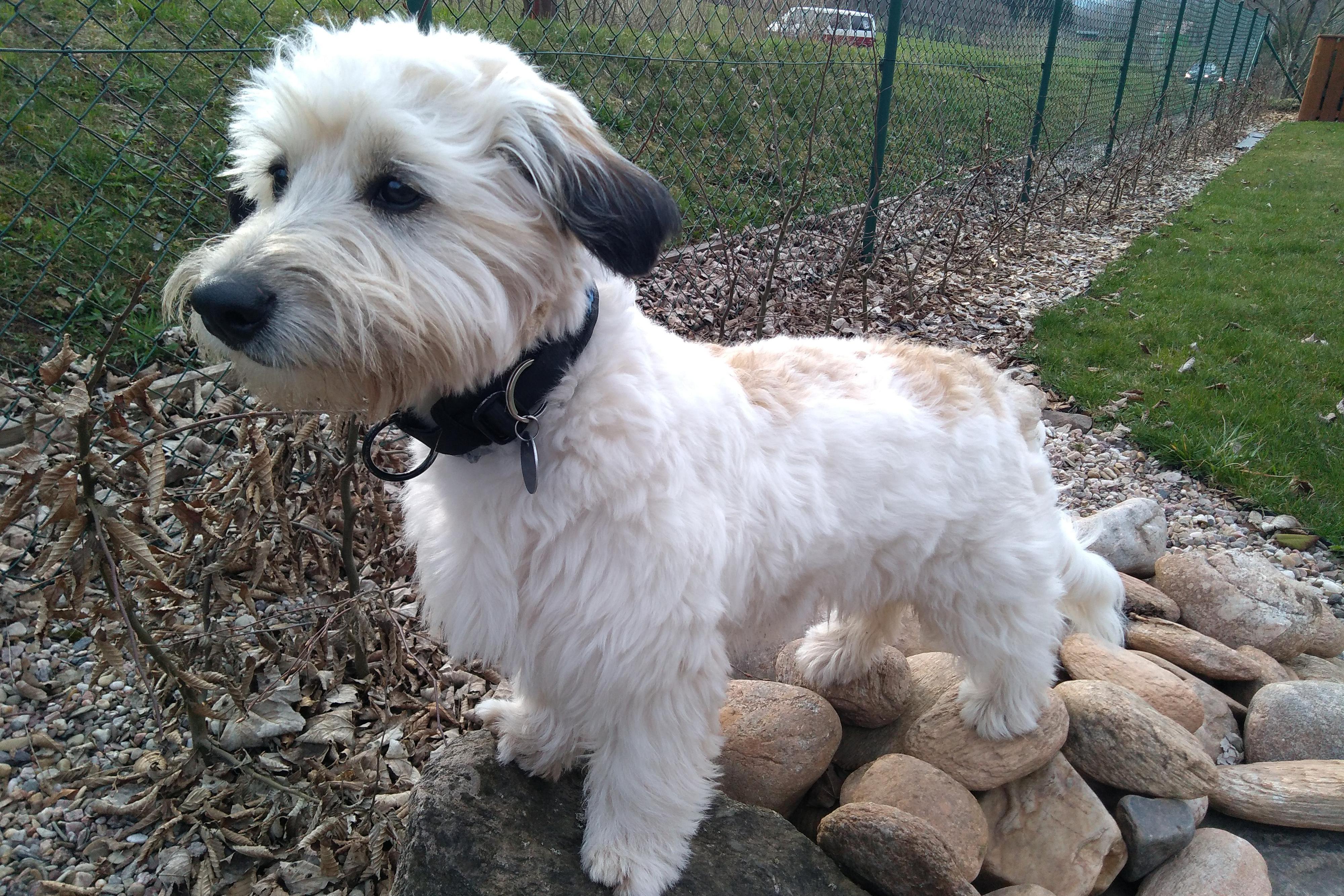 Péče o domácí mazlíčky