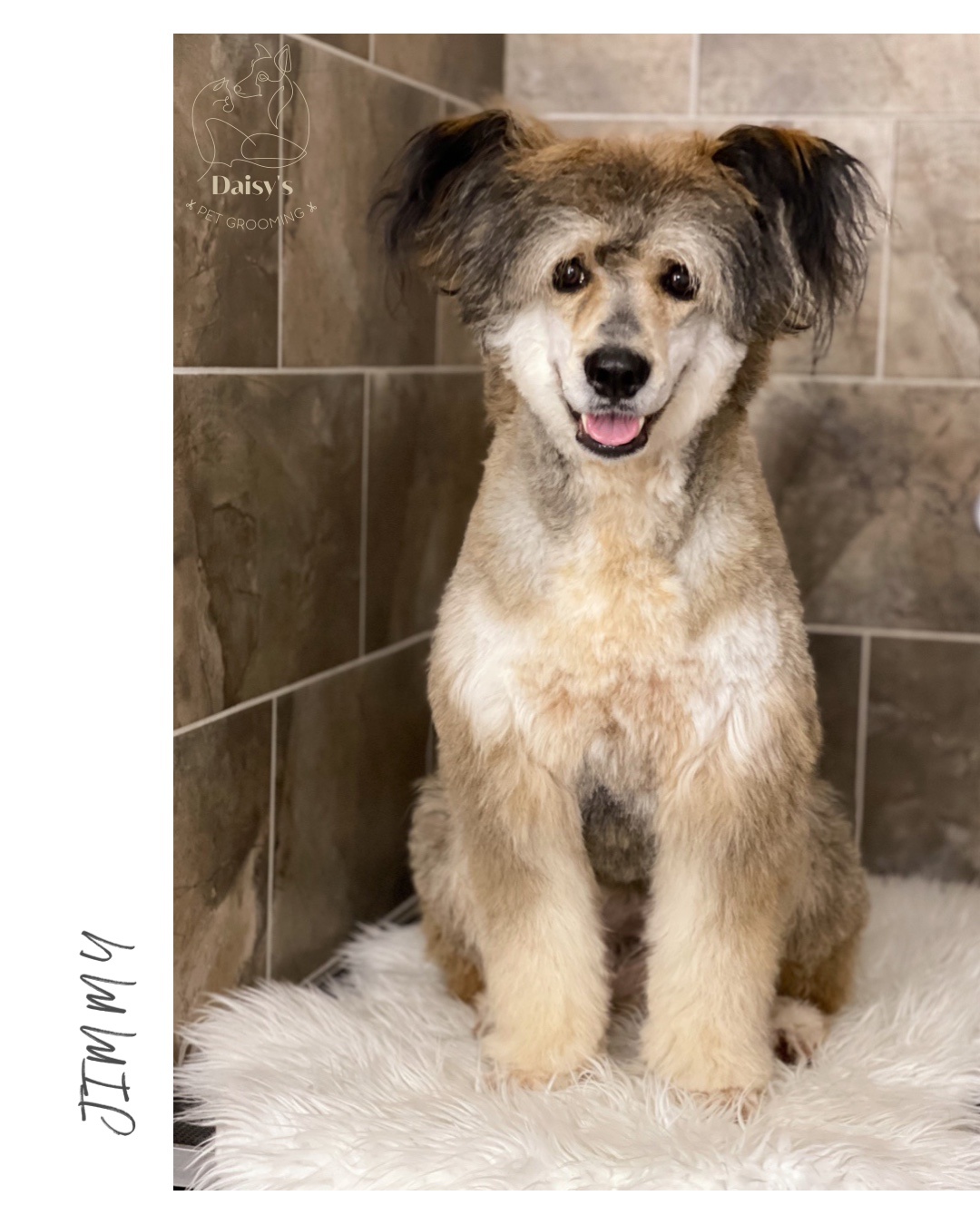 Daisy’s pet grooming foto 2
