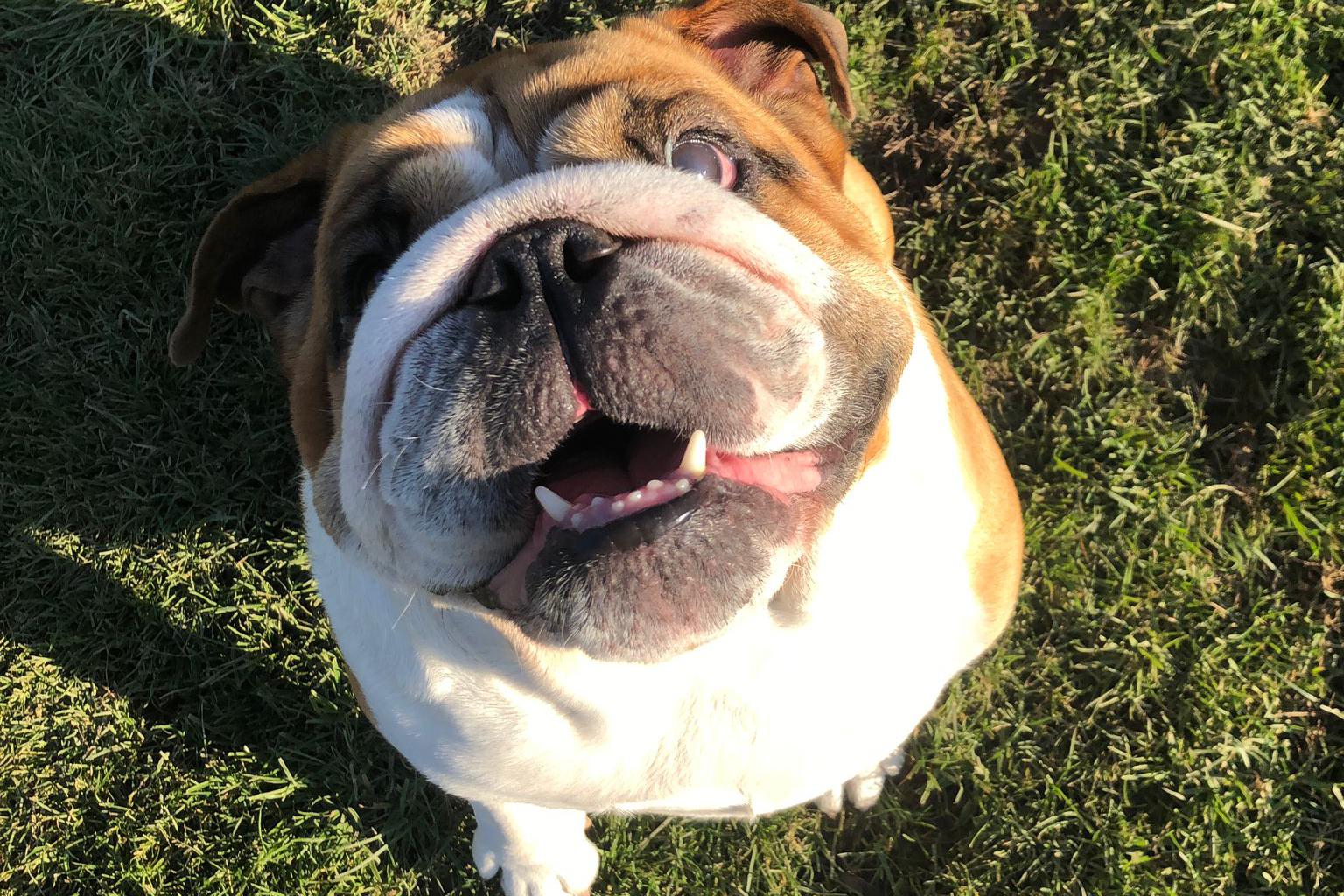 Miroslav Valentin - Výcvik psů