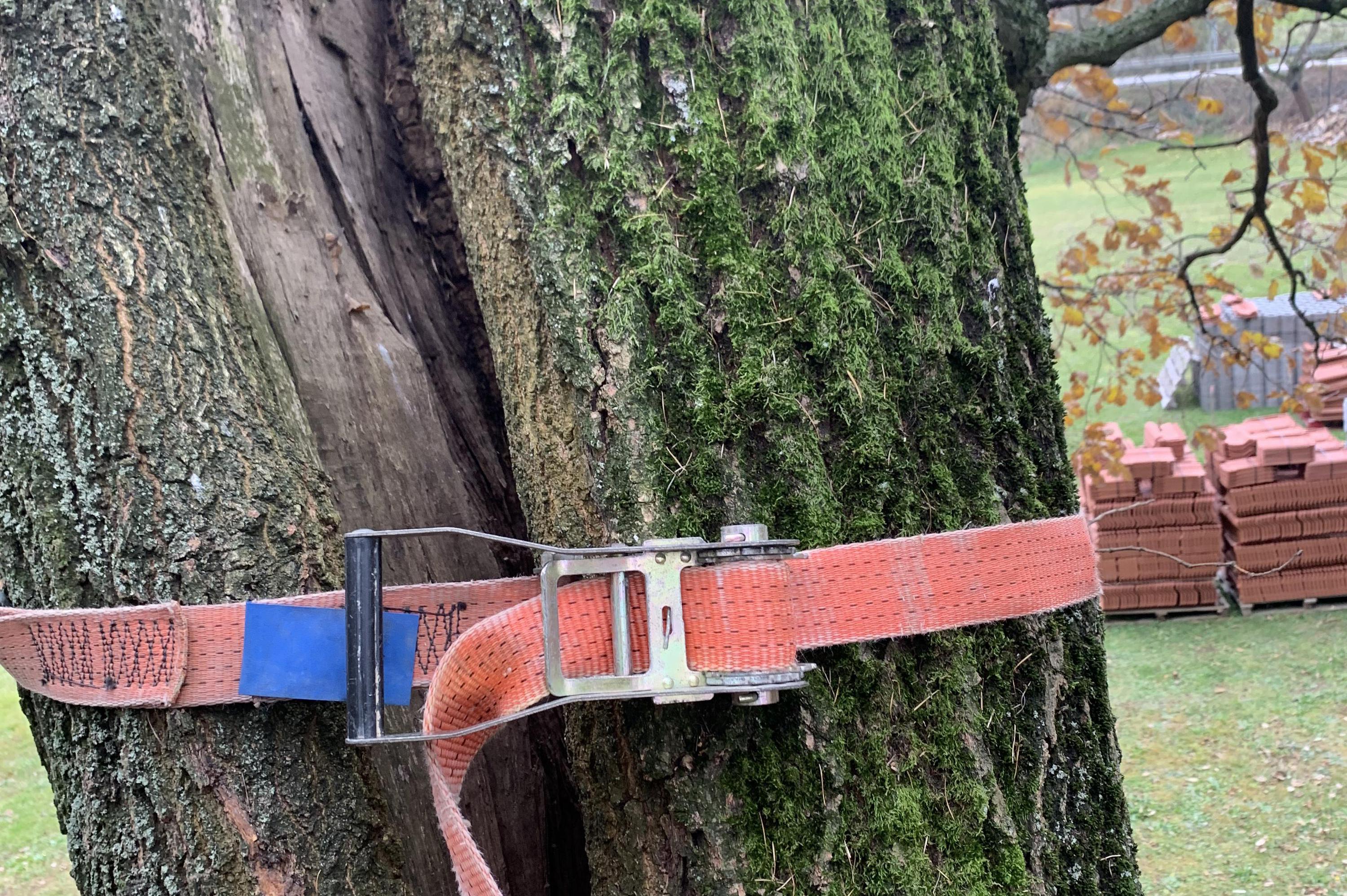 Havarijní stav stromu - kácení