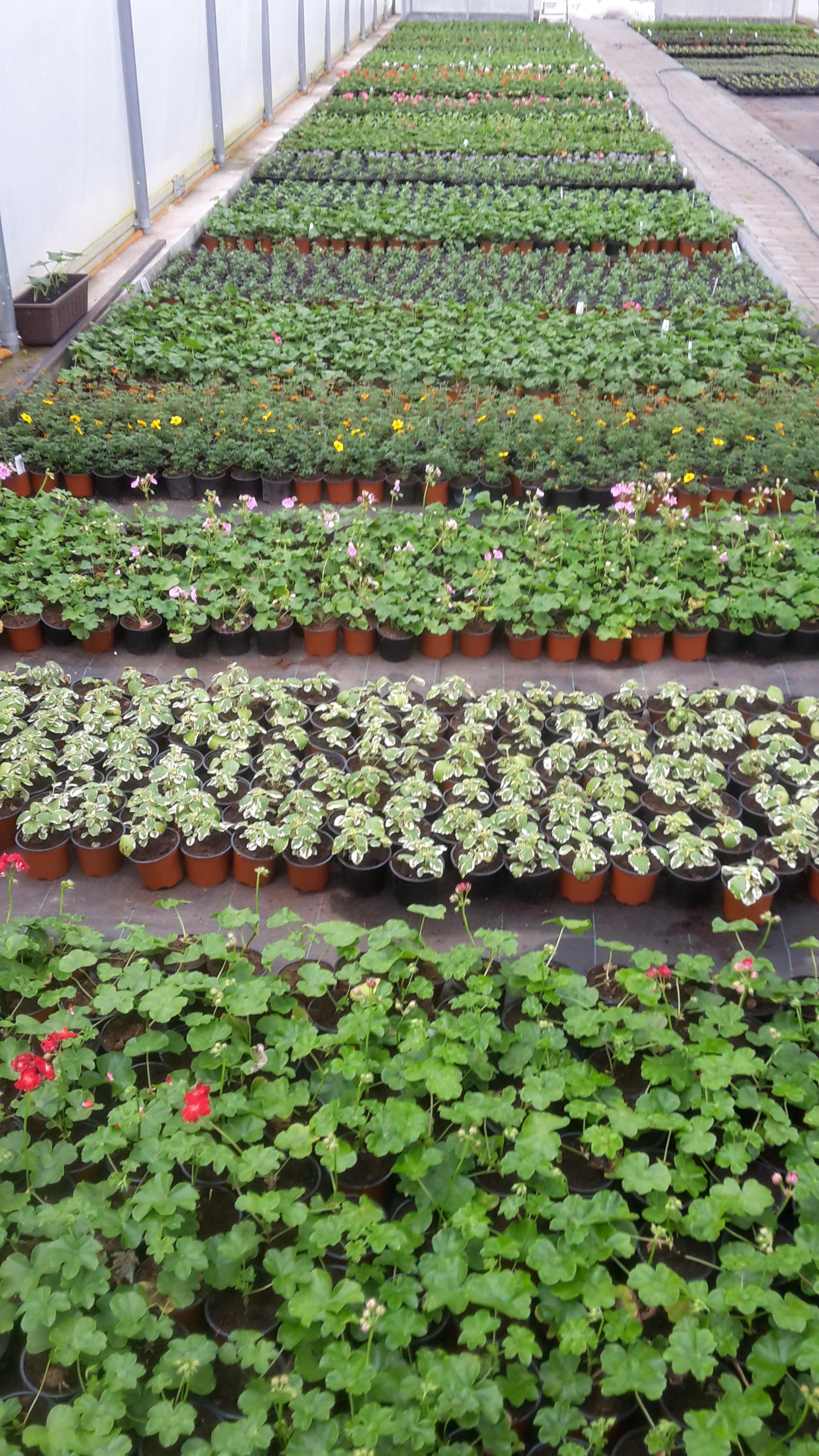 Zahradnictví Jiří Jura Javorník foto 3