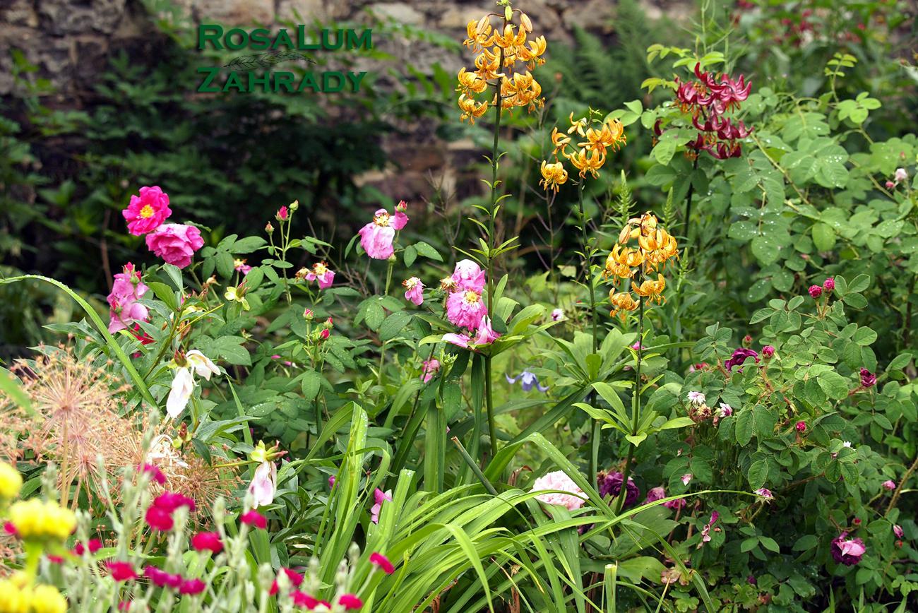 RosaLum Consulting s.r.o. foto 1