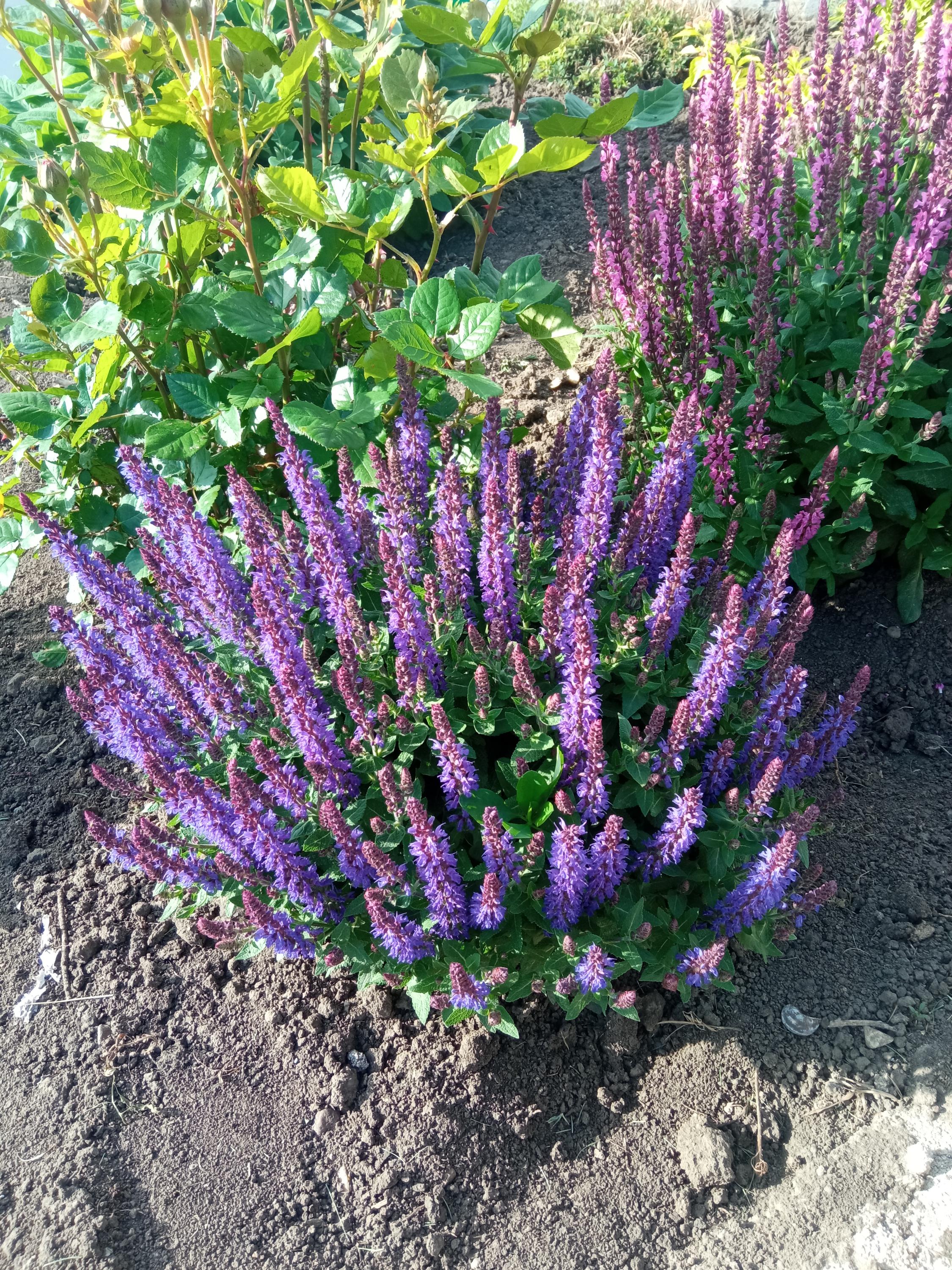 Penzion u Surmanů foto 3