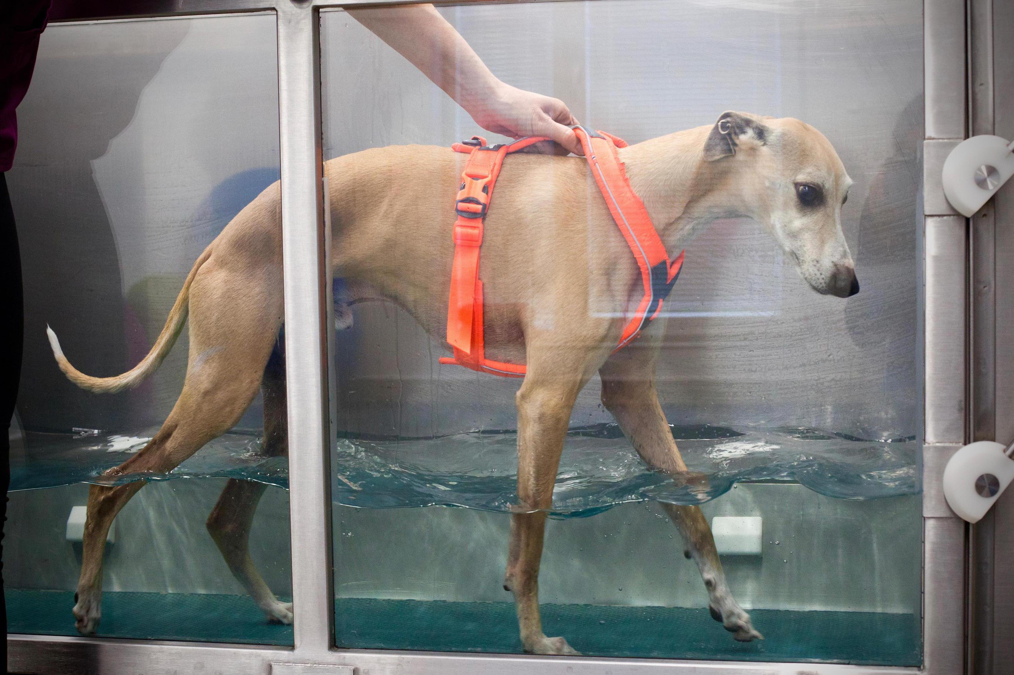 PhysioWell - rehabilitace a fyzioterapie zvířat