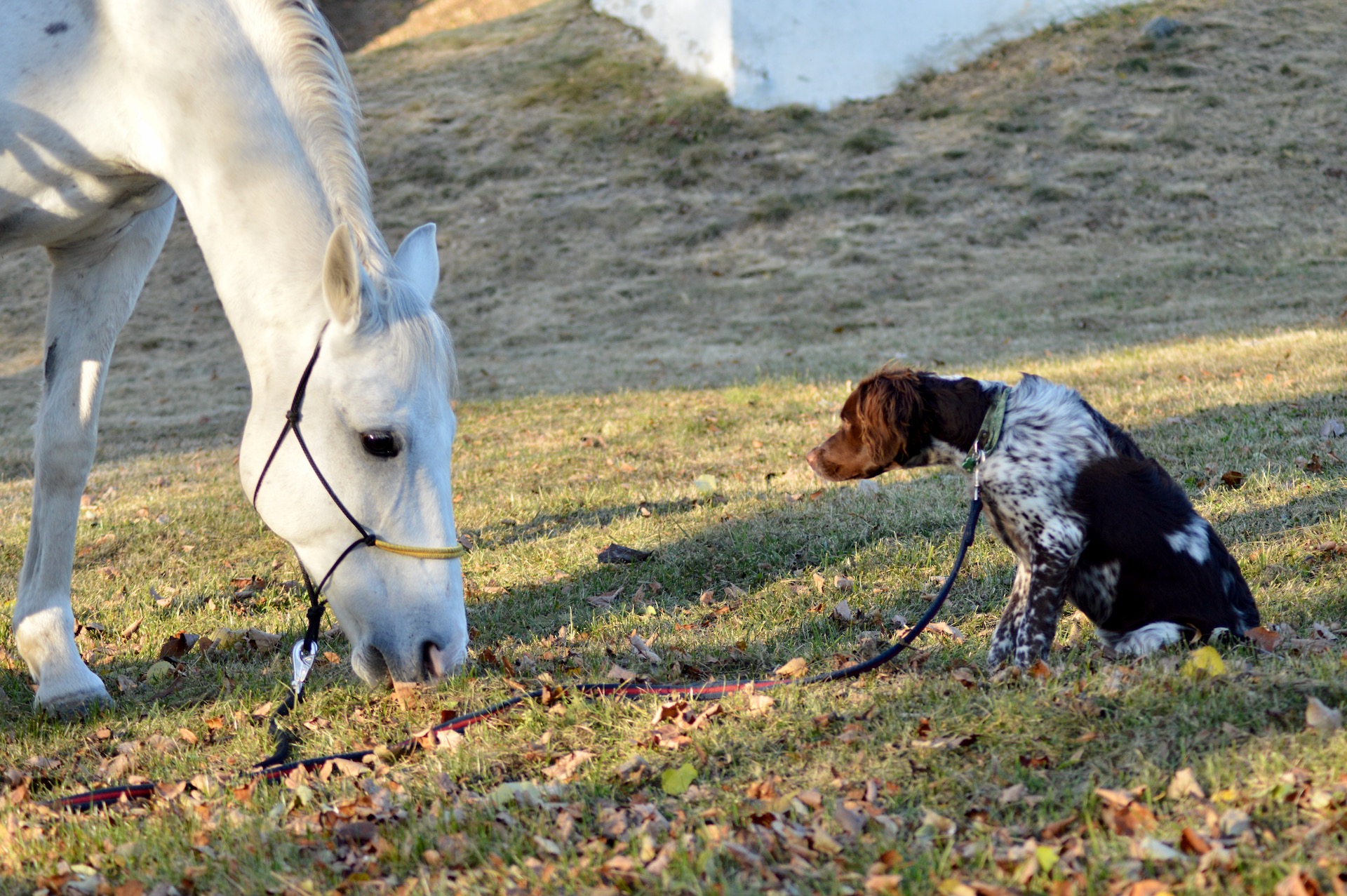 Jarmila Slaná - Výcvik psů foto 4