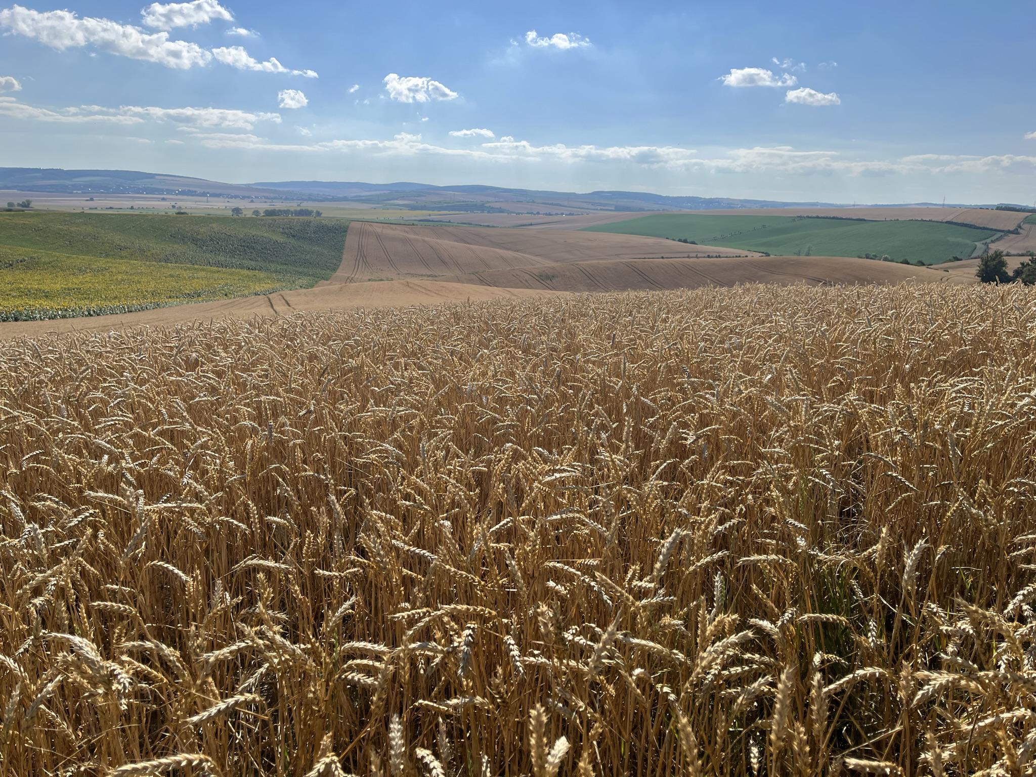 Ing. Tomáš Válka - Specialista na zemědělské pozemky foto 6