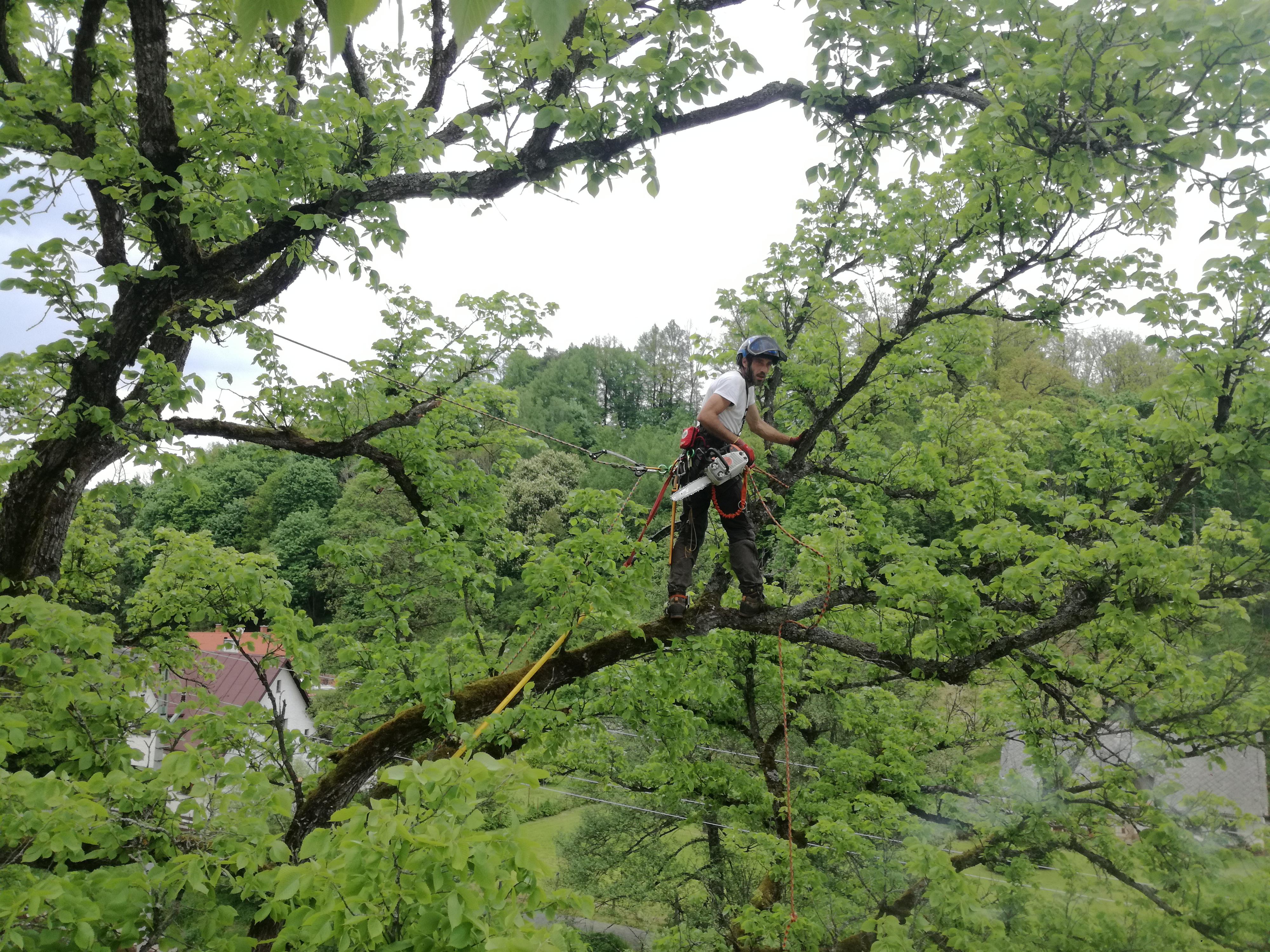 ŘEŽUSTROMY.CZ foto 4