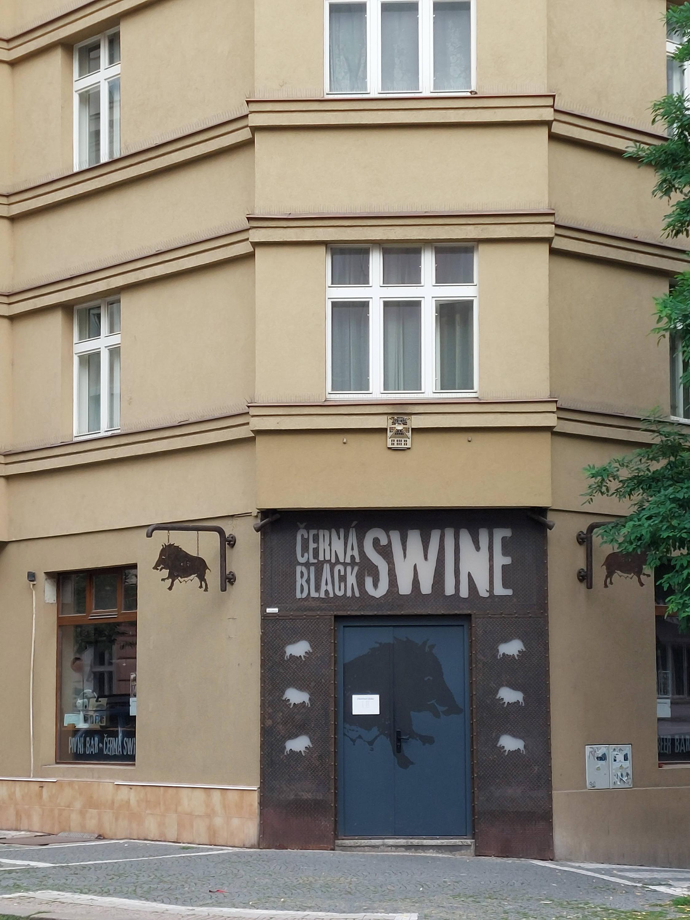 Černá Black swine foto 5