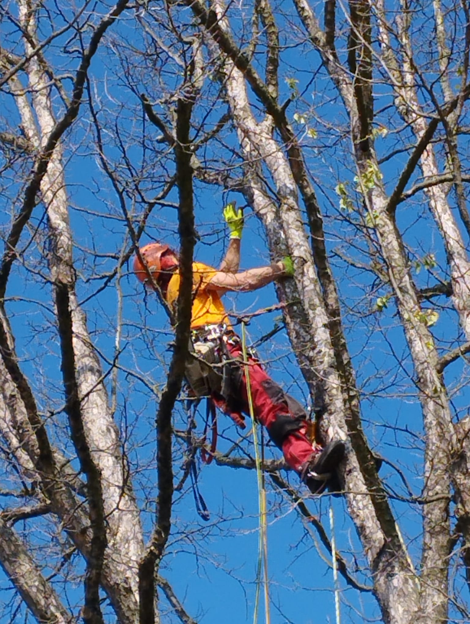 Kamil Imríšek - ARBOMA Tree Service foto 1