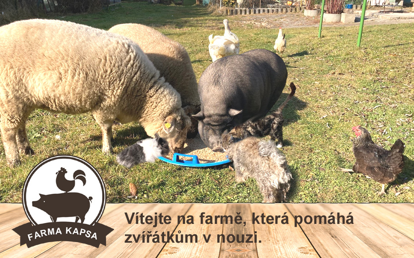 Kontaktní Zoopark - Farma Kapsa, z.s. foto 2
