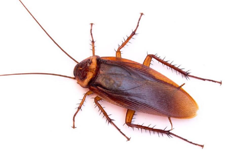 Dezinsekce švábů a rusů do 24 hodin