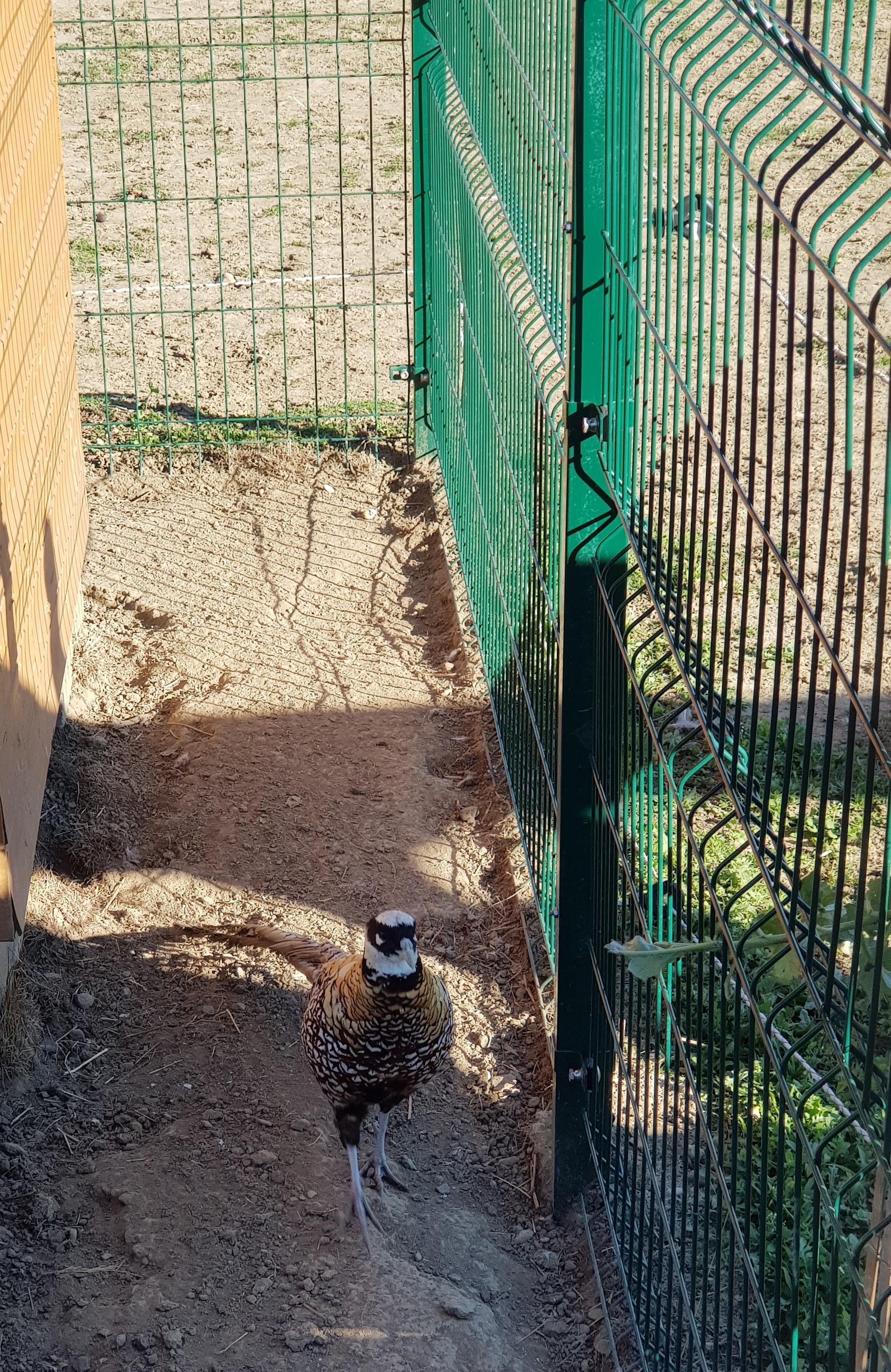 Ranč u Pálenice foto 6