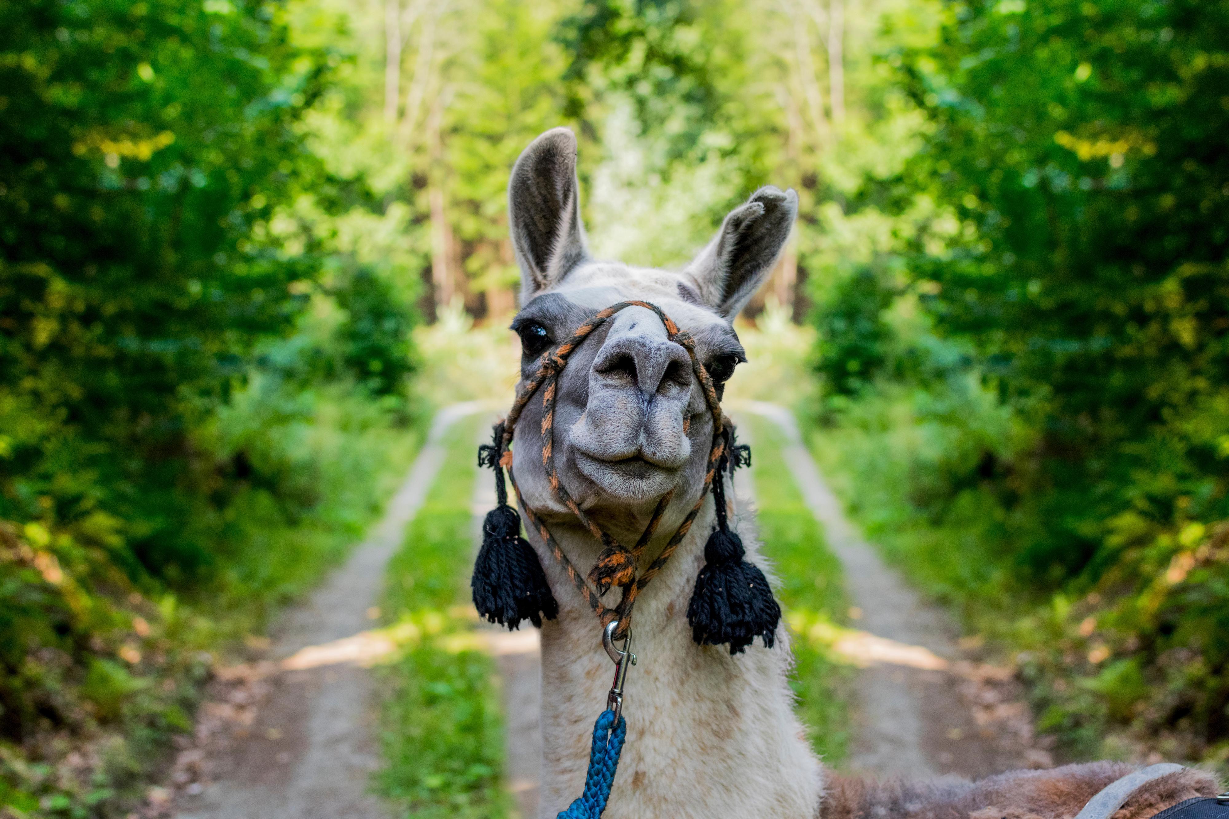 FARMA U LAMÁKA foto 6