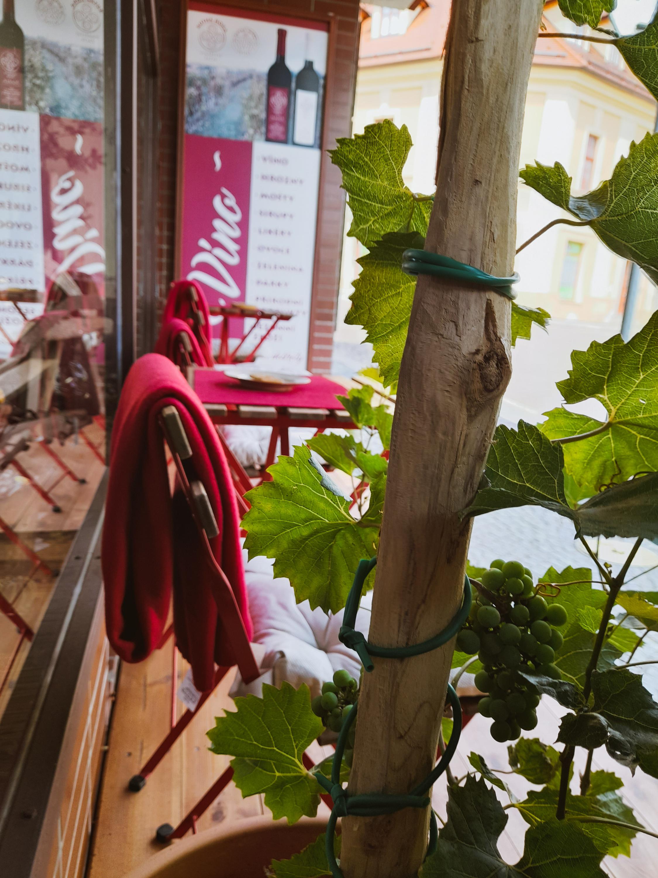 Vinařství Žáček foto 3