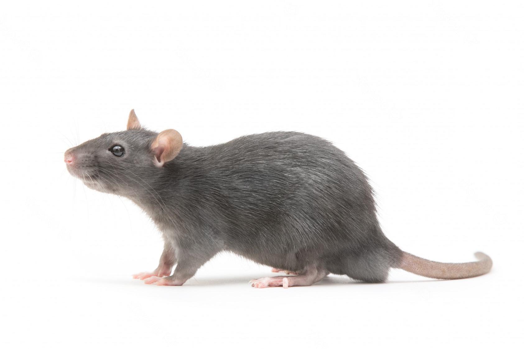 Deratizace hlodavců