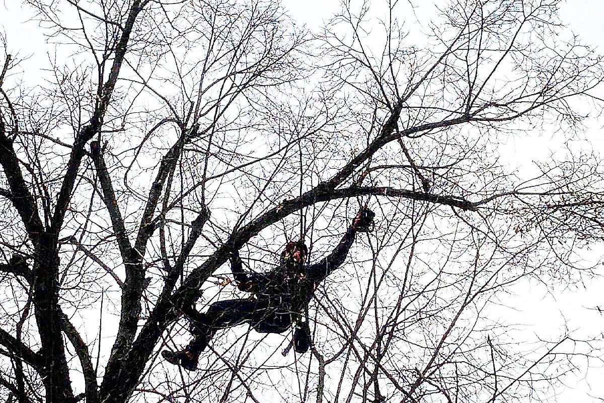 NaStromy - Odborná péče o dřeviny