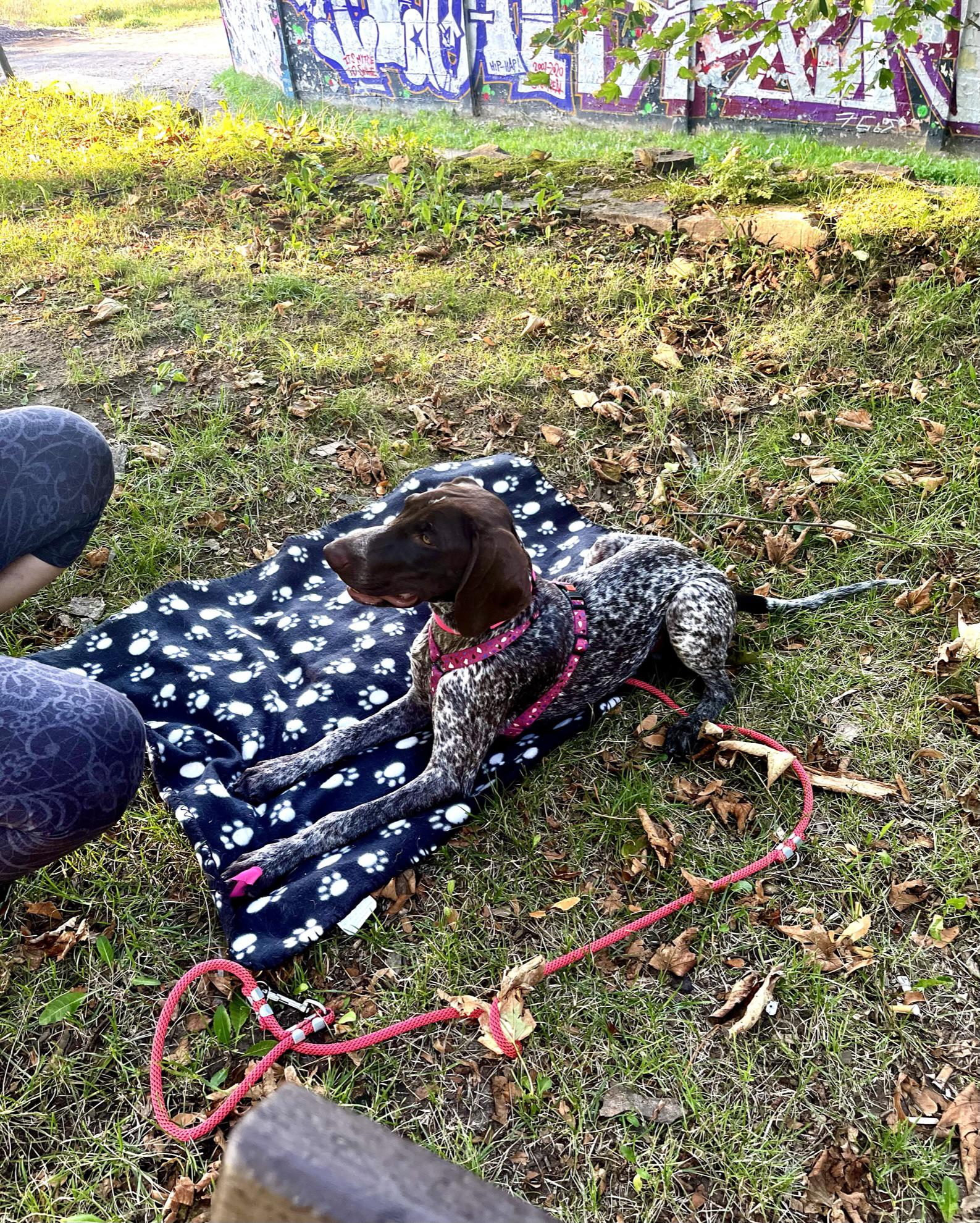 Psí nebojsové MVDr. Markéta Rybářová foto 3