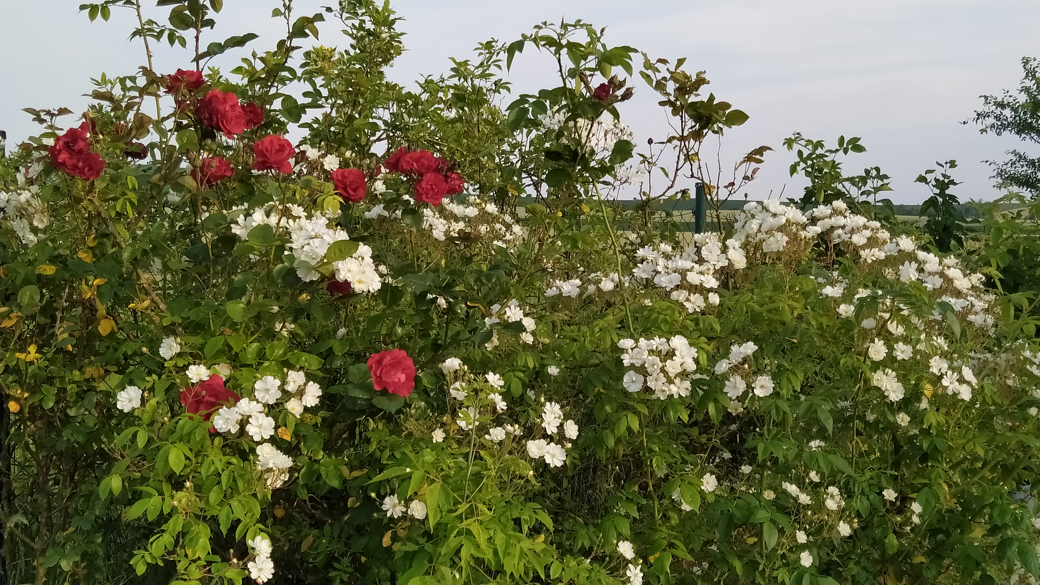 Návrhy a realizace zahrad Veronika Pokorná foto 4