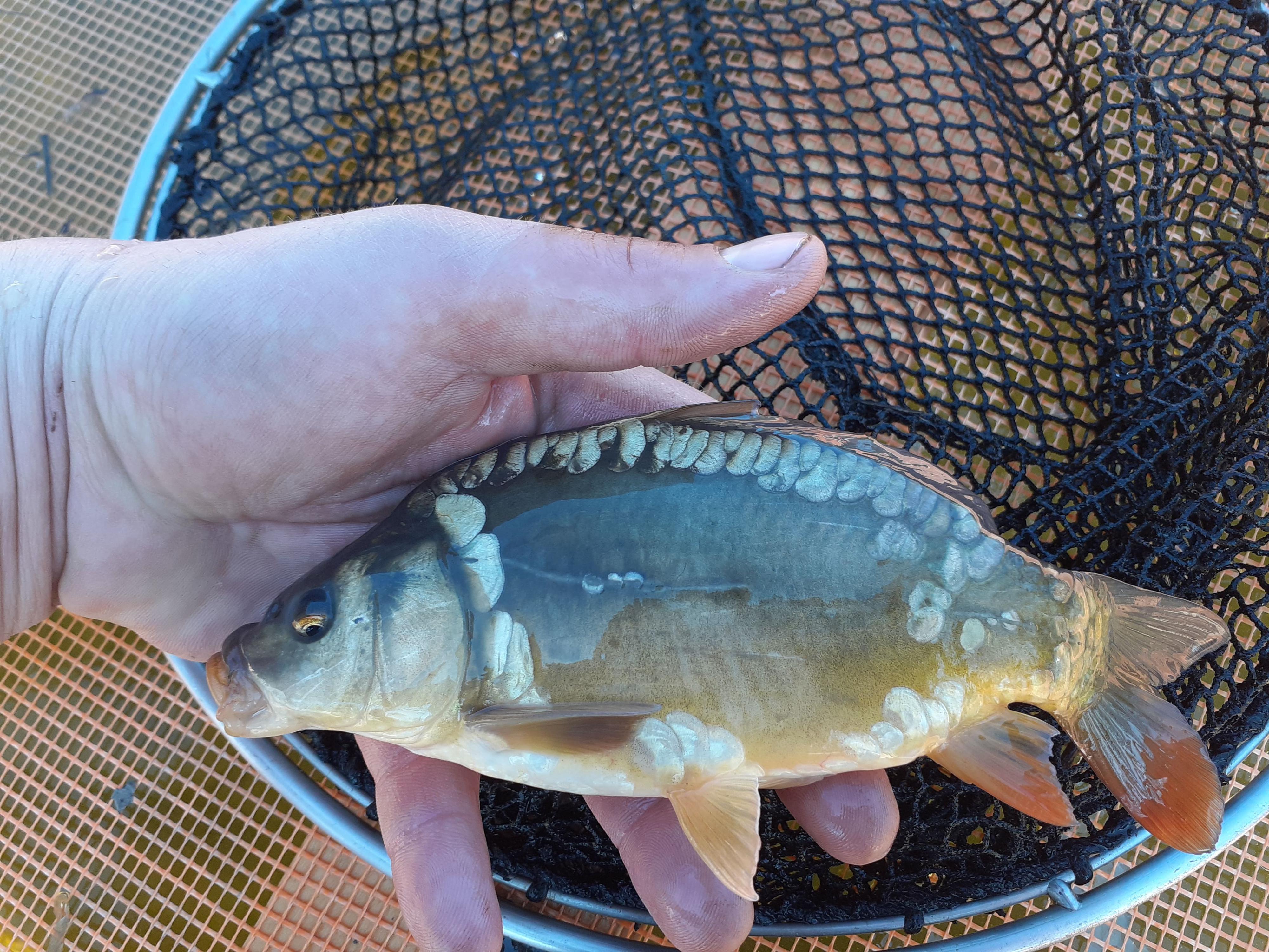 Rybářství Slavík - Ryby Žumberk foto 2