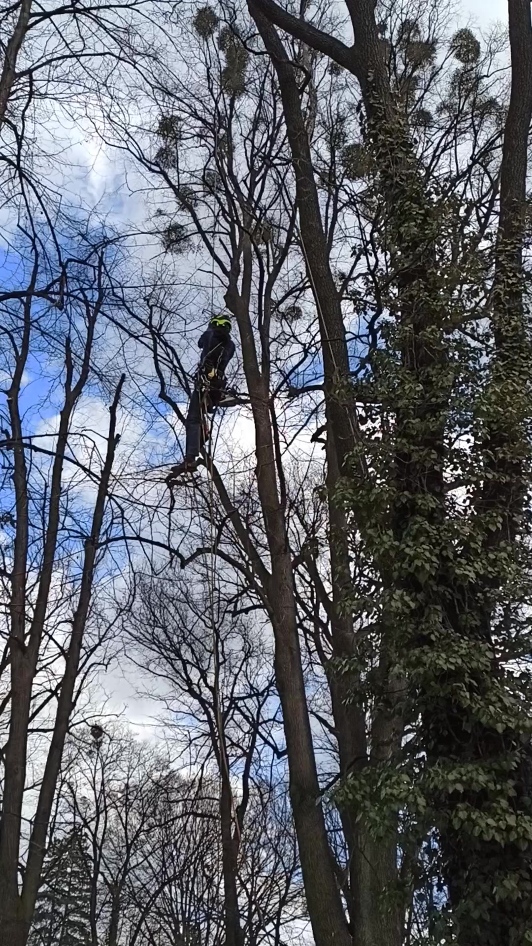 Tree Works - rizikové kácení a prořez stromů foto 2 (náhled videa)