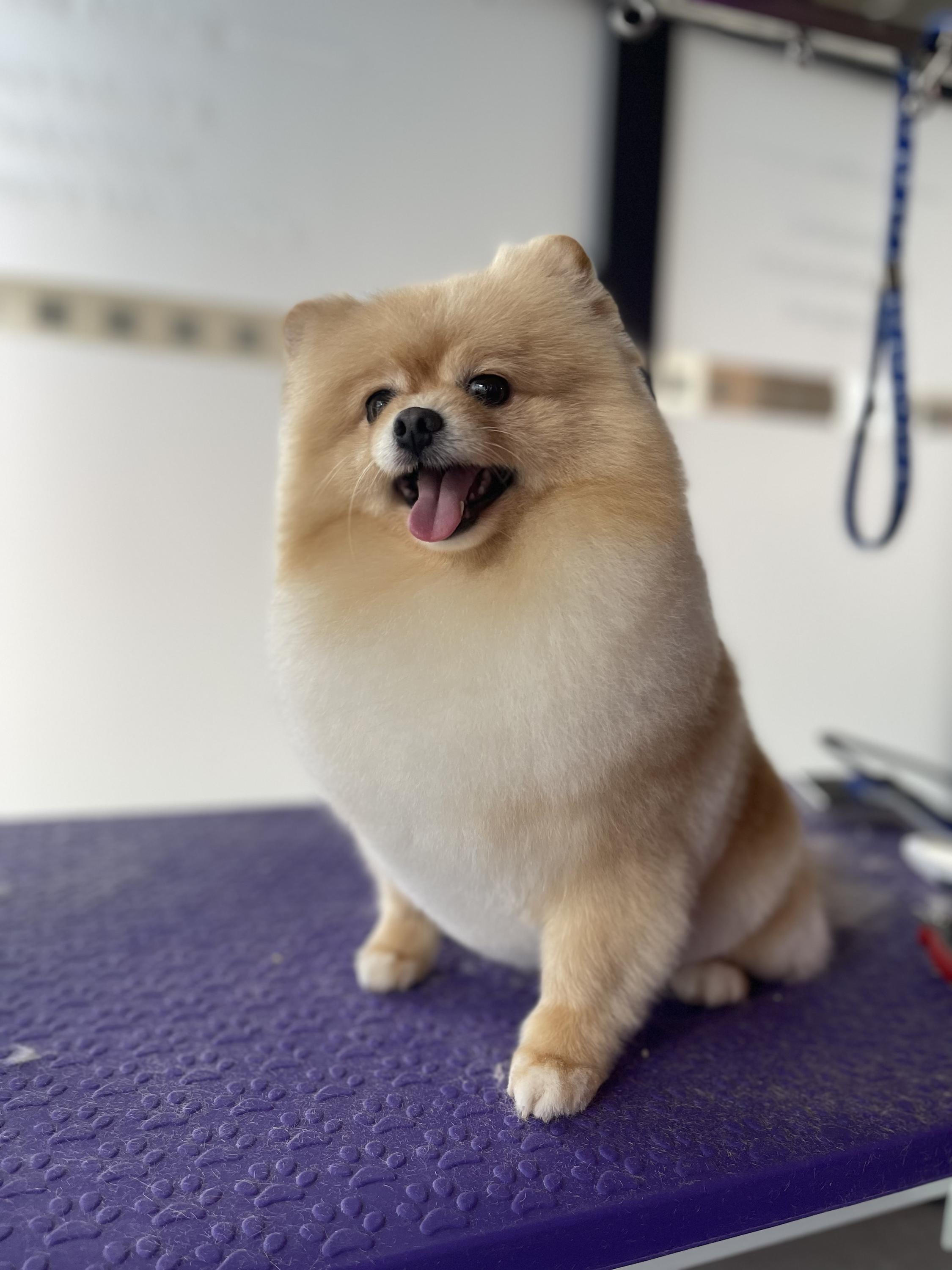 Pet´s Grooming & Spa foto 3