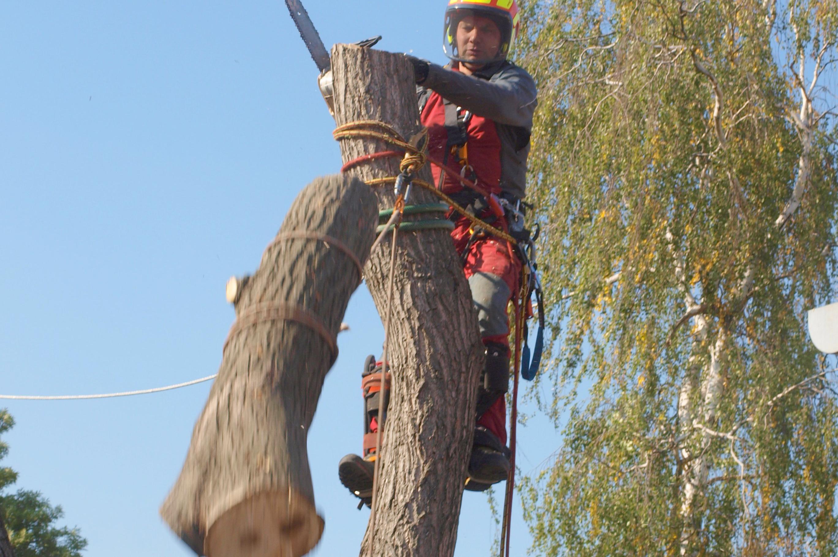 Nevíte si rady se stromem? Jsme tu pro Vás