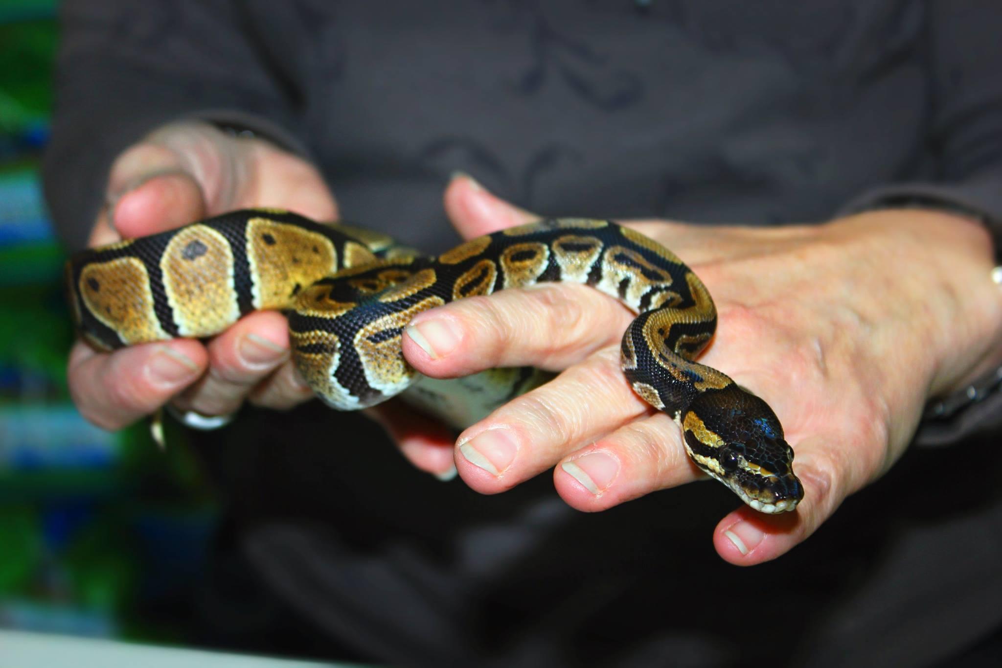 ZOO Škorpion foto 3