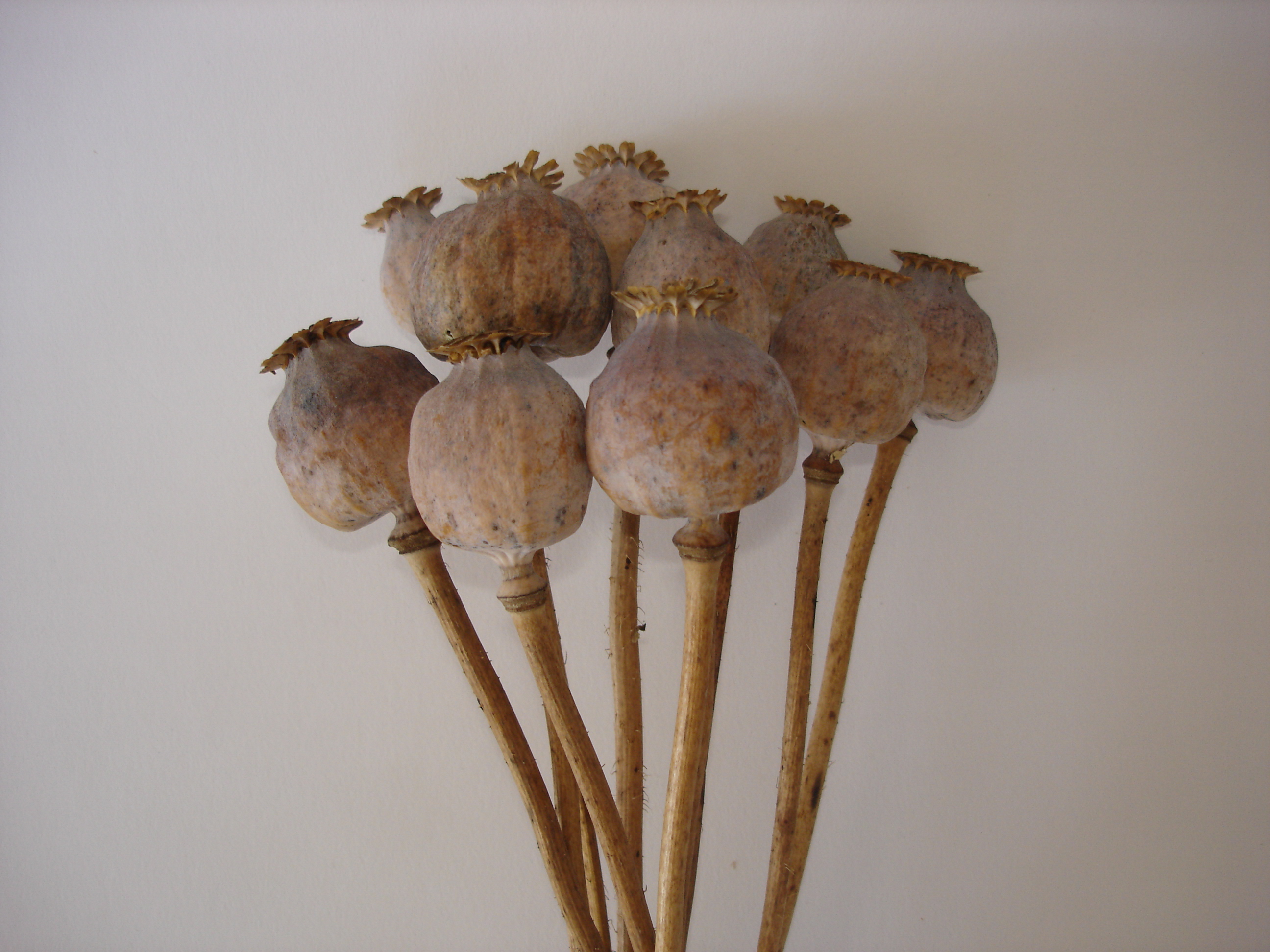 Sušené květiny - Stanislav Šafránek foto 4