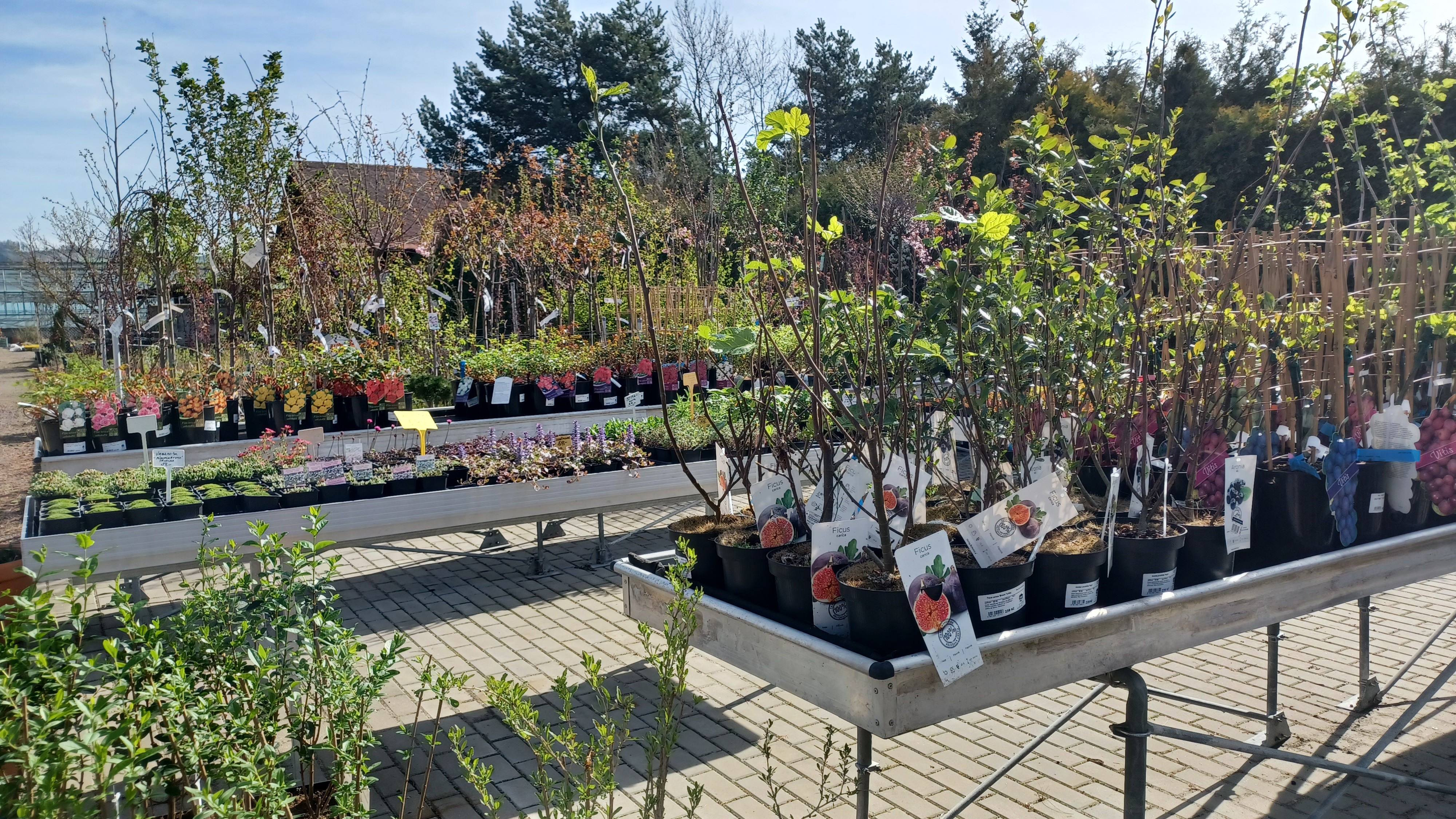 Ing. Jana Jánešová - Flora centrum foto 4