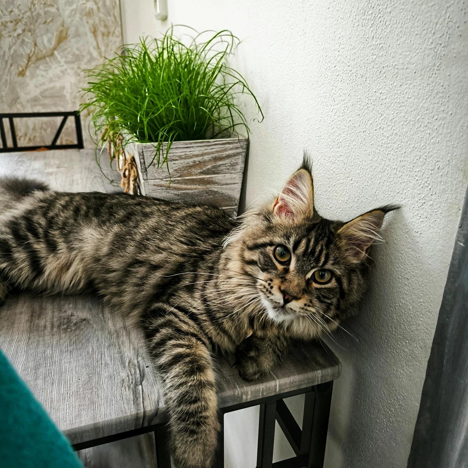 Anubis Gang (CZ) - chovatelská stanice Mainských mývalích koček foto 4