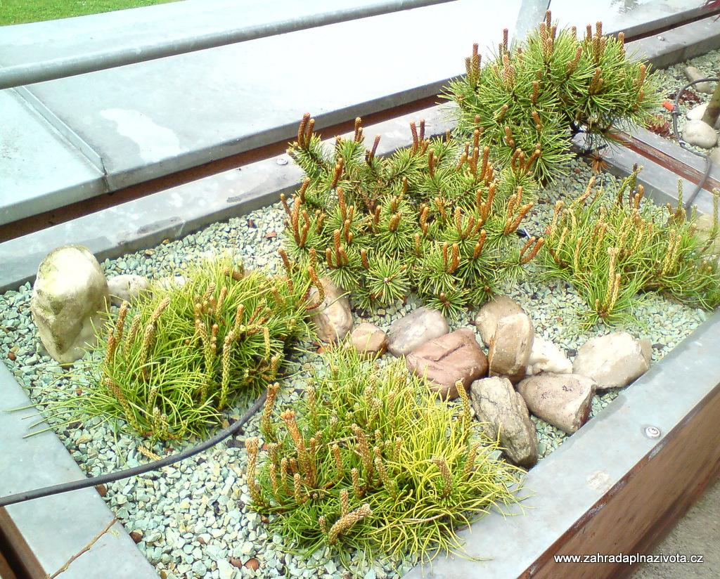 Petr Sedláček - Zahrada plná života foto 5