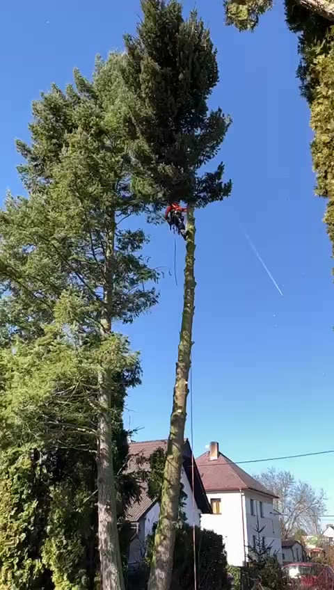 Rizikové kácení stromů foto 2 (náhled videa)