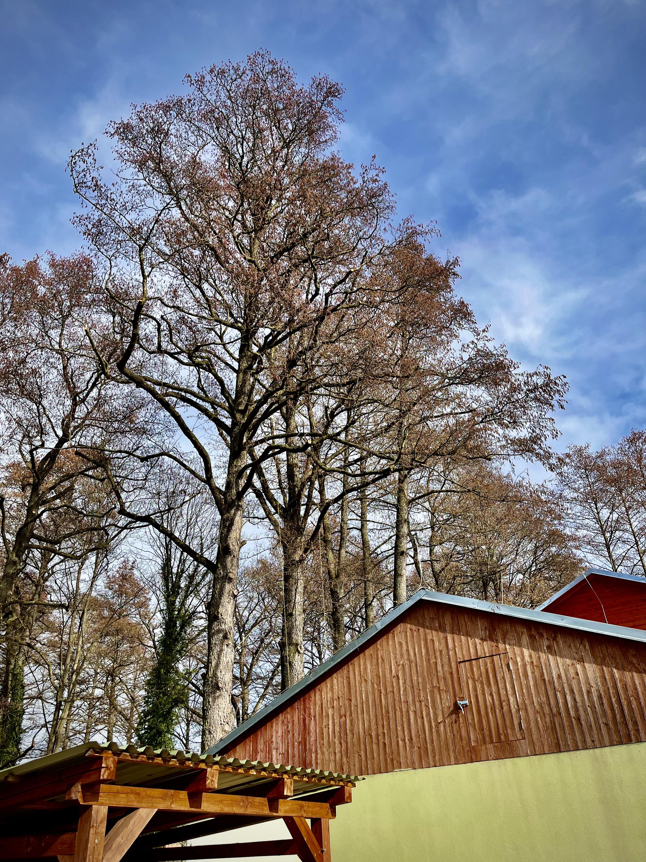 Arboristika a dendrologie Ing. Marek Cvach foto 5
