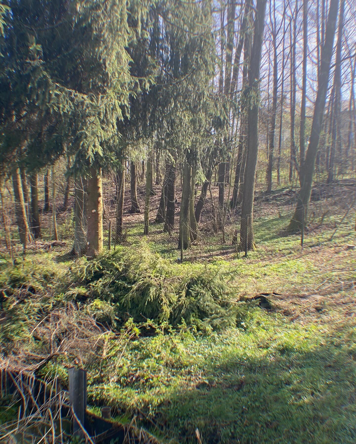Janovo Dřevo foto 6