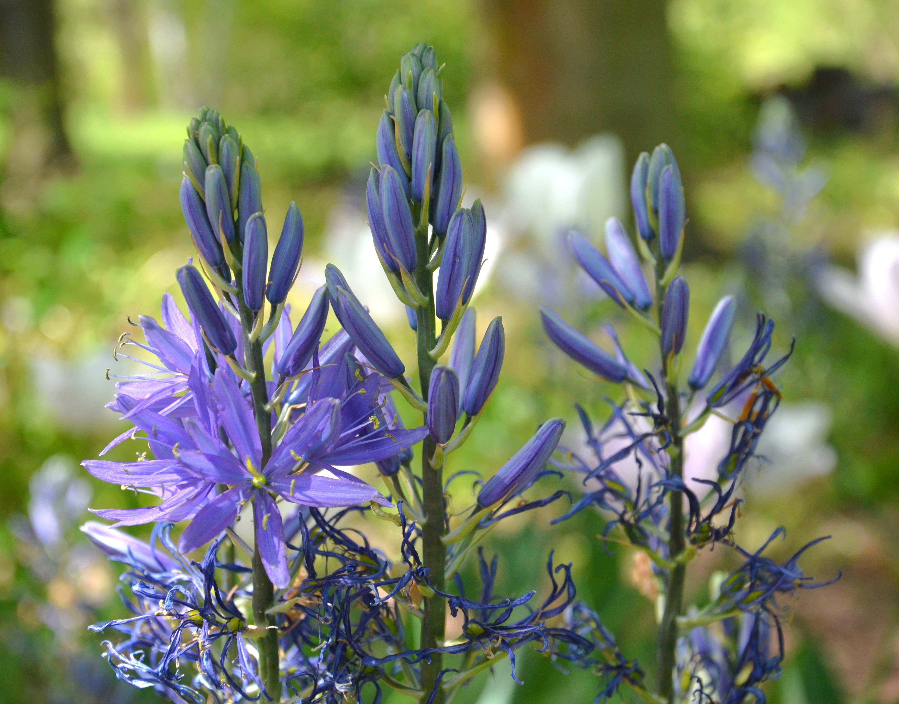 Dendrologická zahrada VÚK foto 4