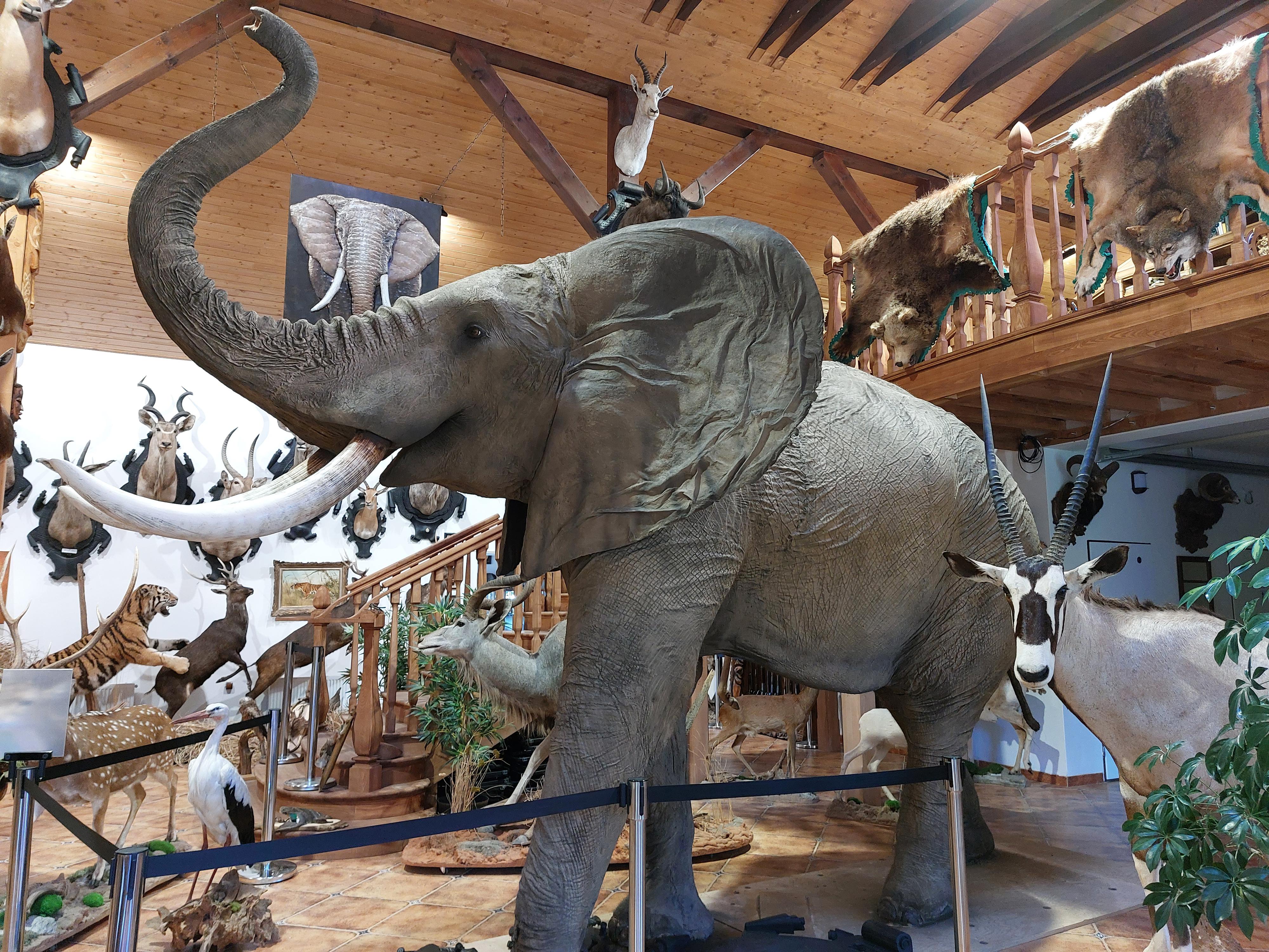 Africké muzeum Safari foto 4