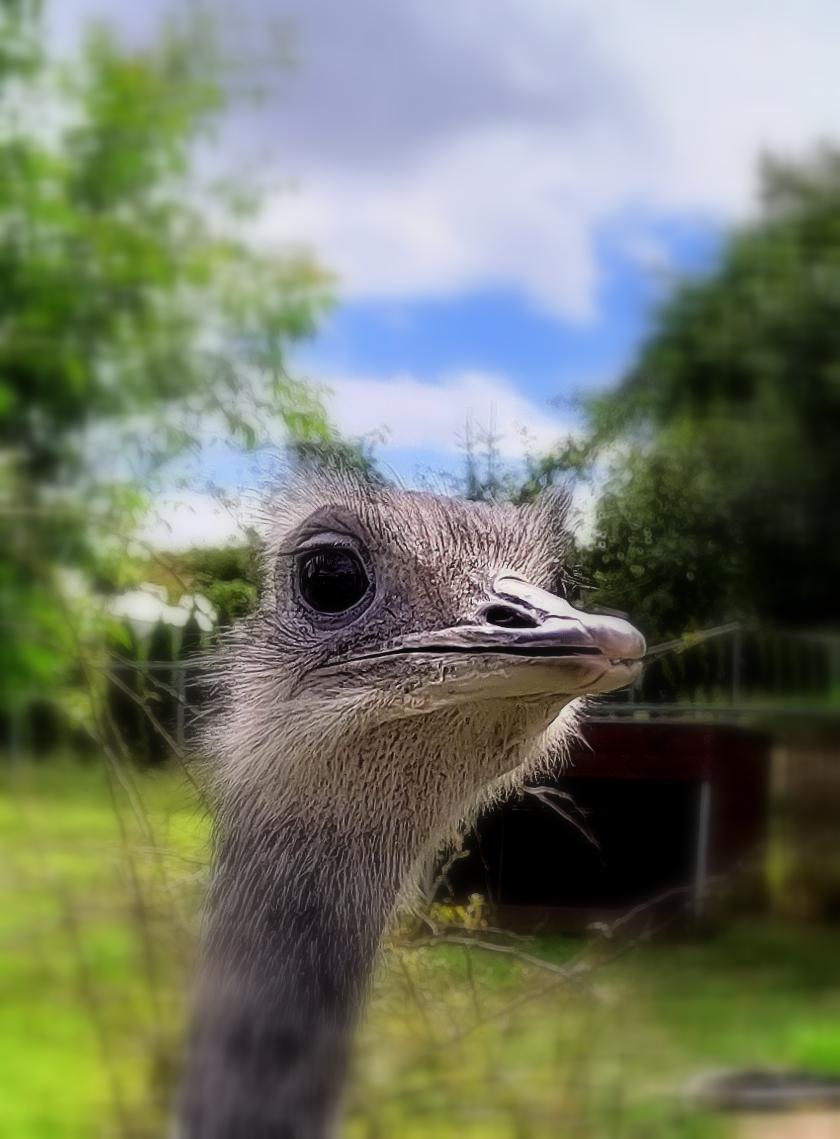 Zoopark Olovnice foto 4