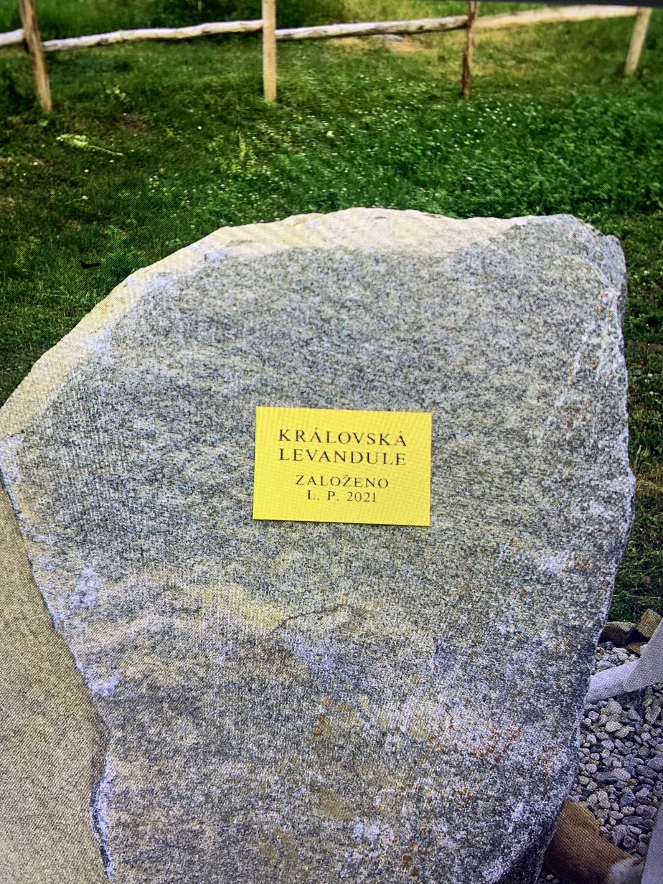 Královská levandule foto 6