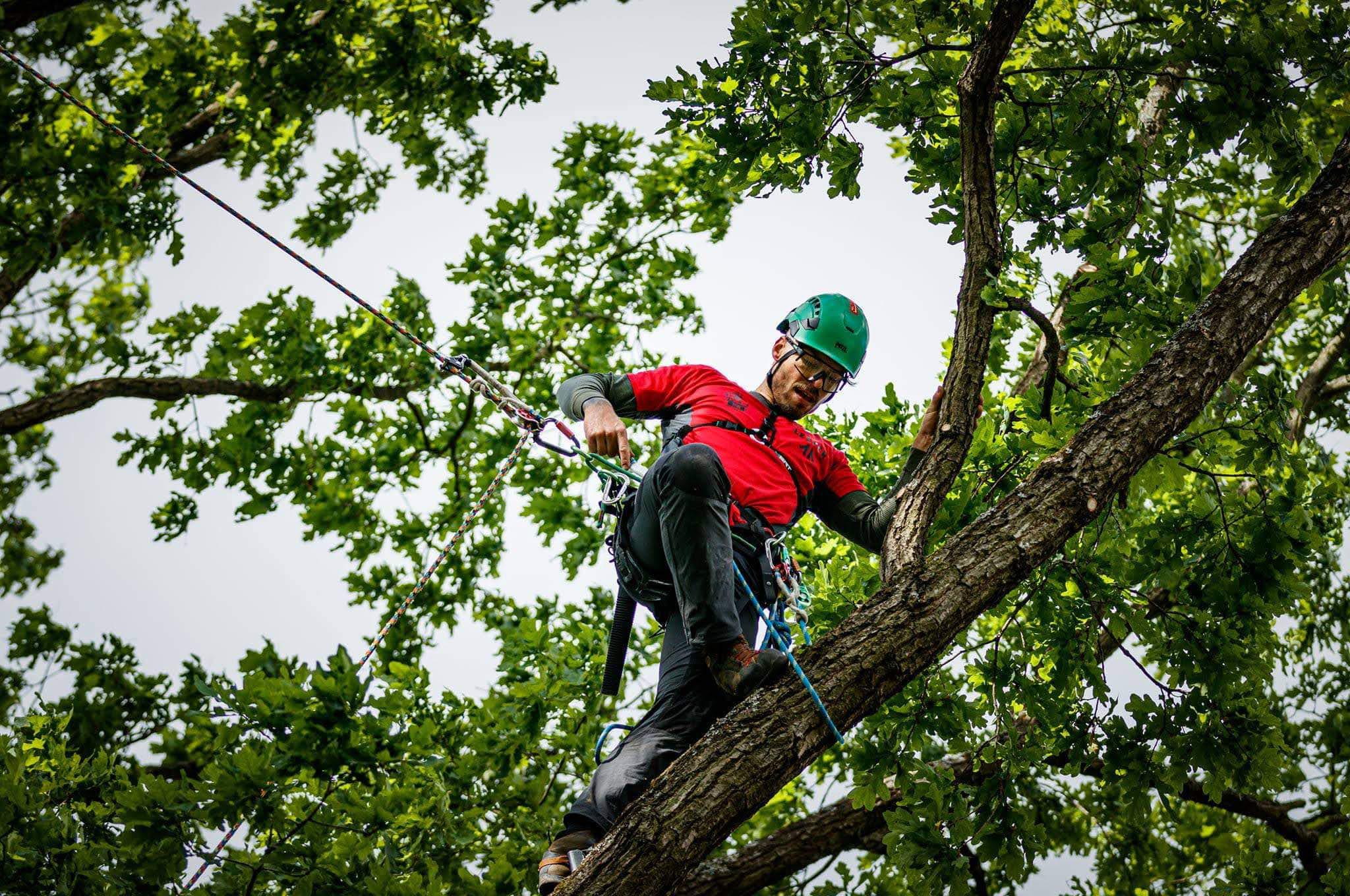 Arborista Robert Farský