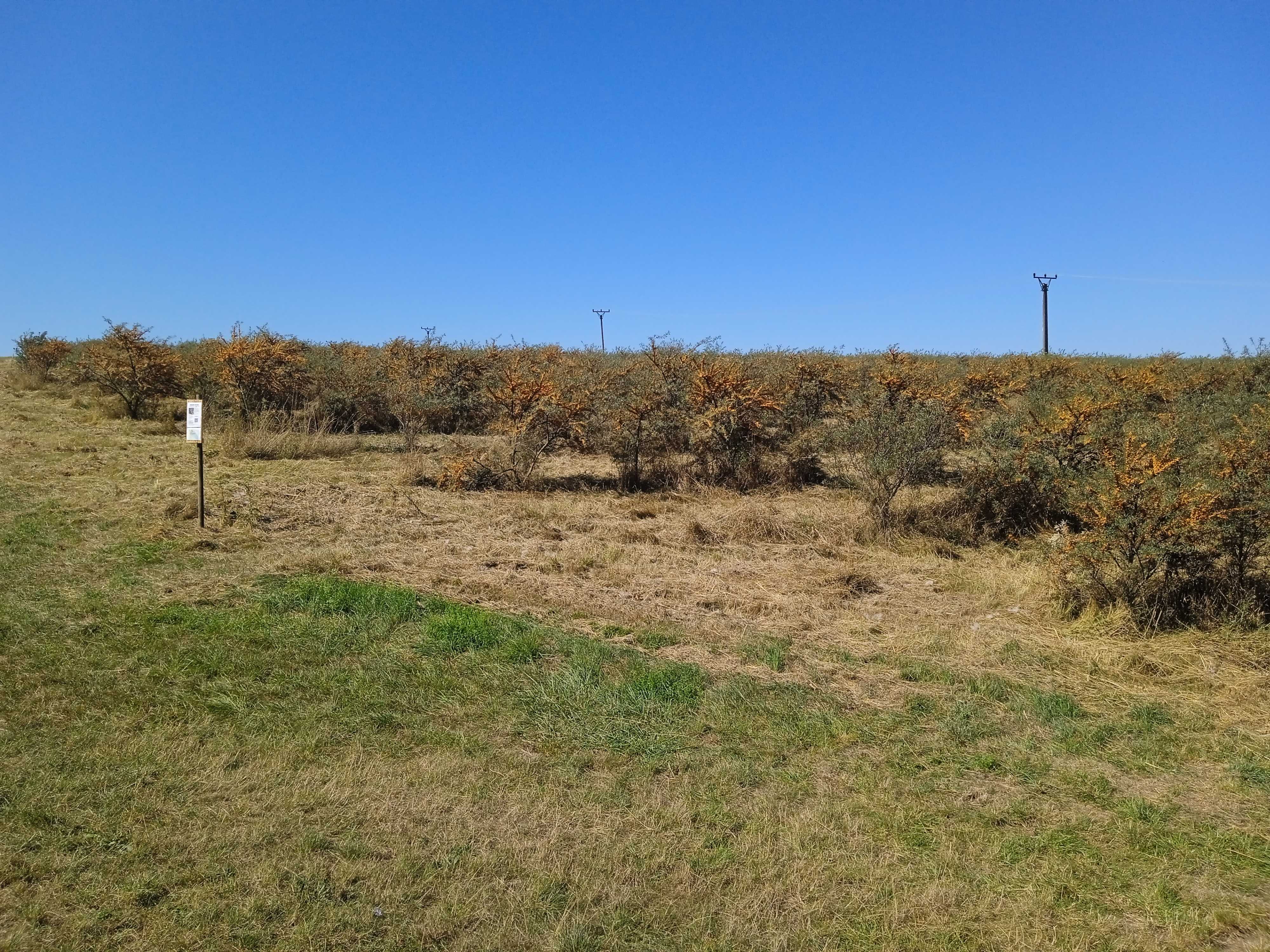 Rakytníkové sady foto 2