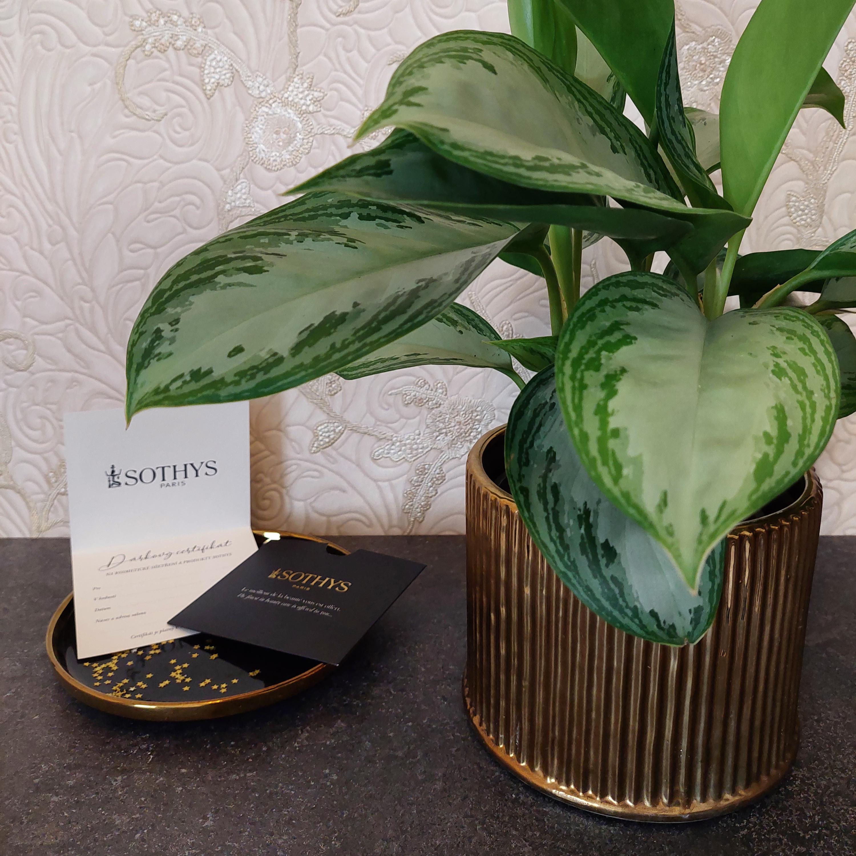 Kosmetický salon DEVERO foto 3